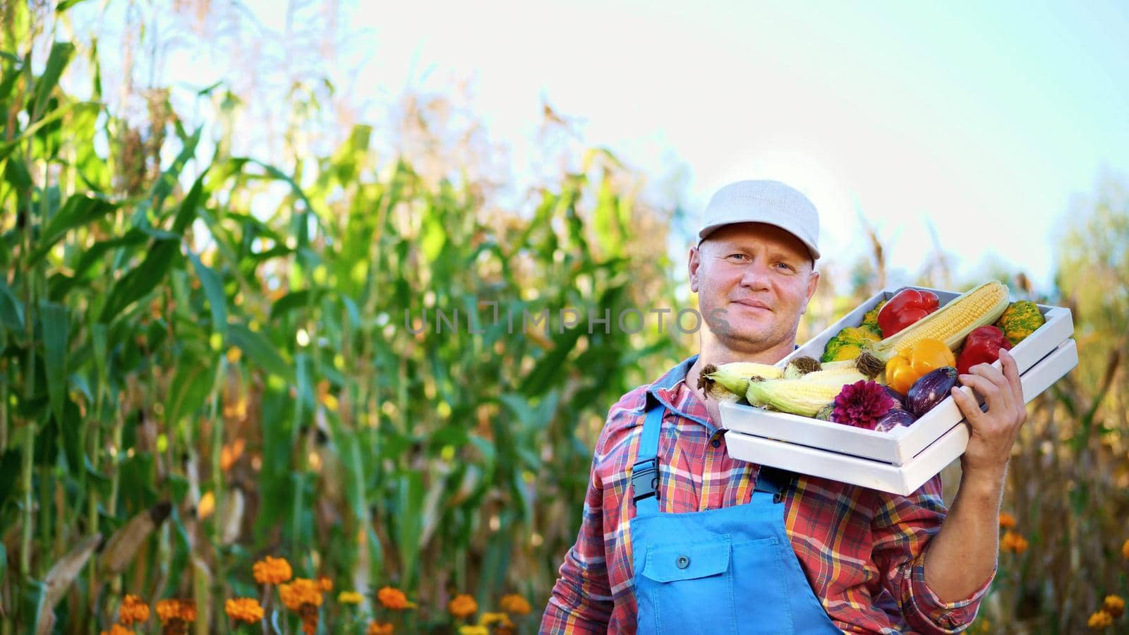 smiling male farmer in plaid shirt and hat holds a box with different fresh vegetables, harvest. background of cornfield, on a farm, vegetable garden, sunny summer day. High quality photo