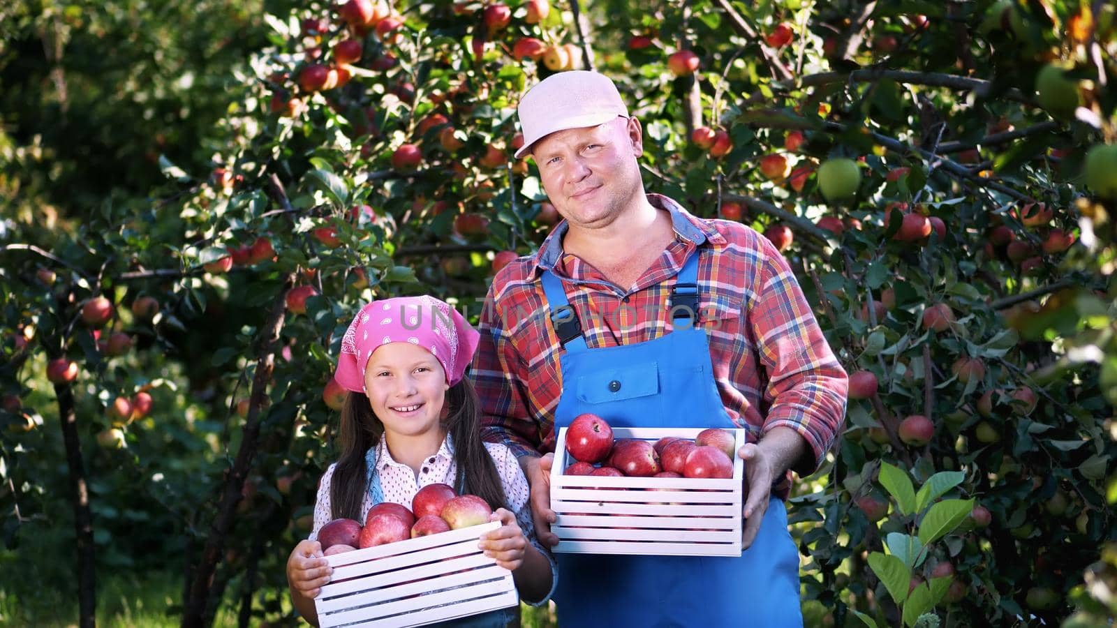 picking apples on farm, in garden. on hot, sunny autumn day. portrait of family of farmers, dad and daughter holding in their hands wooden boxes with red ripe organic apples, smiling, by djtreneryay