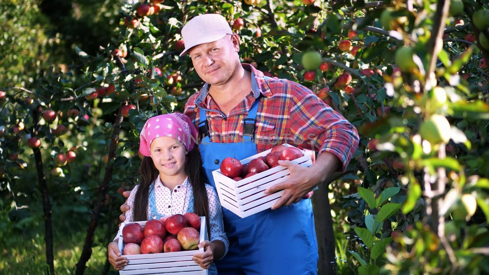 picking apples on farm, in garden. on hot, sunny autumn day. portrait of family of farmers, dad and daughter holding in their hands wooden boxes with red ripe organic apples, smiling,. High quality photo