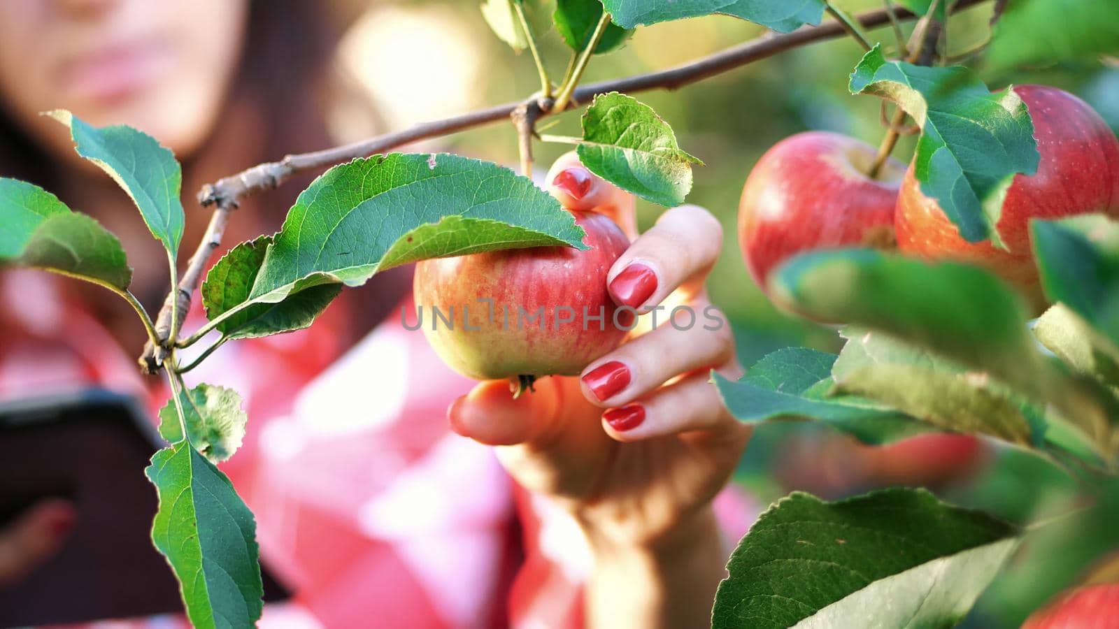 close-up, an apple is hanging on a branch, woman farmer or agronomist examines the harvest of apples, makes notes in the tablet. on farm, in garden. on sunny summer day. Agriculture and gardening concept. Healthy nutrition. High quality photo
