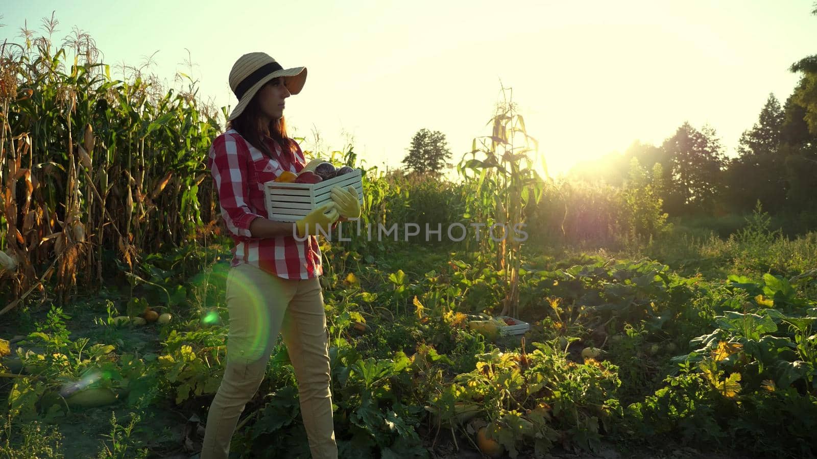 at sunset, female farmer in plaid shirt and hat walks through the field, vegetable garden, holds box with different fresh vegetables, harvest on farm, summer. cornfield background . by djtreneryay