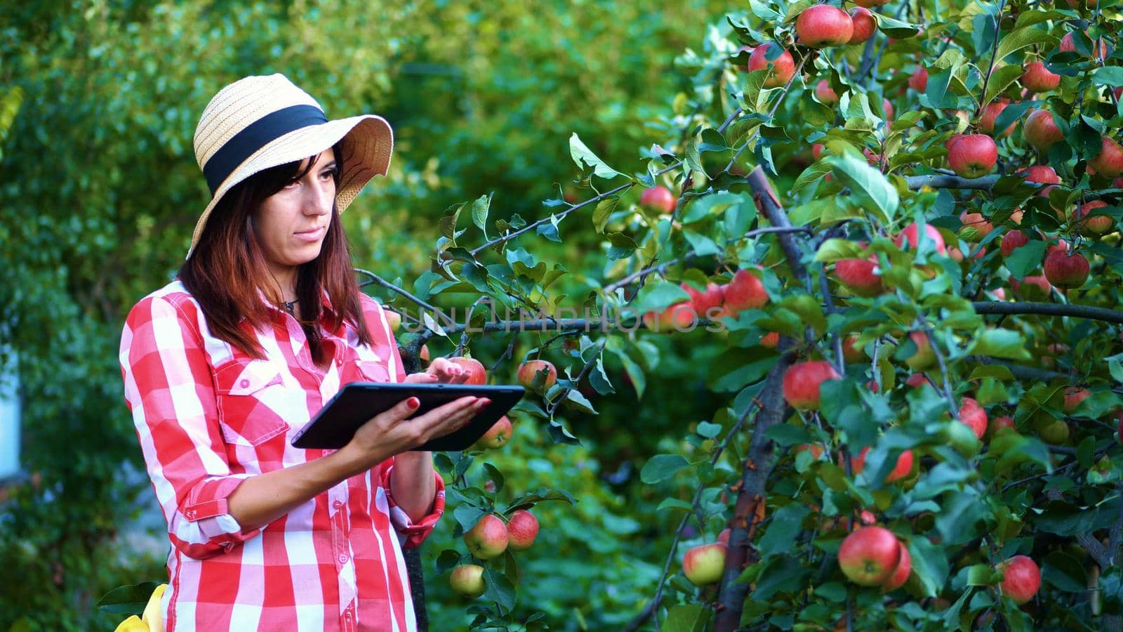 woman farmer or agronomist examines the harvest of apples, makes notes in the tablet. on farm, in garden. on sunny summer day. Agriculture and gardening concept. Healthy nutrition. High quality photo