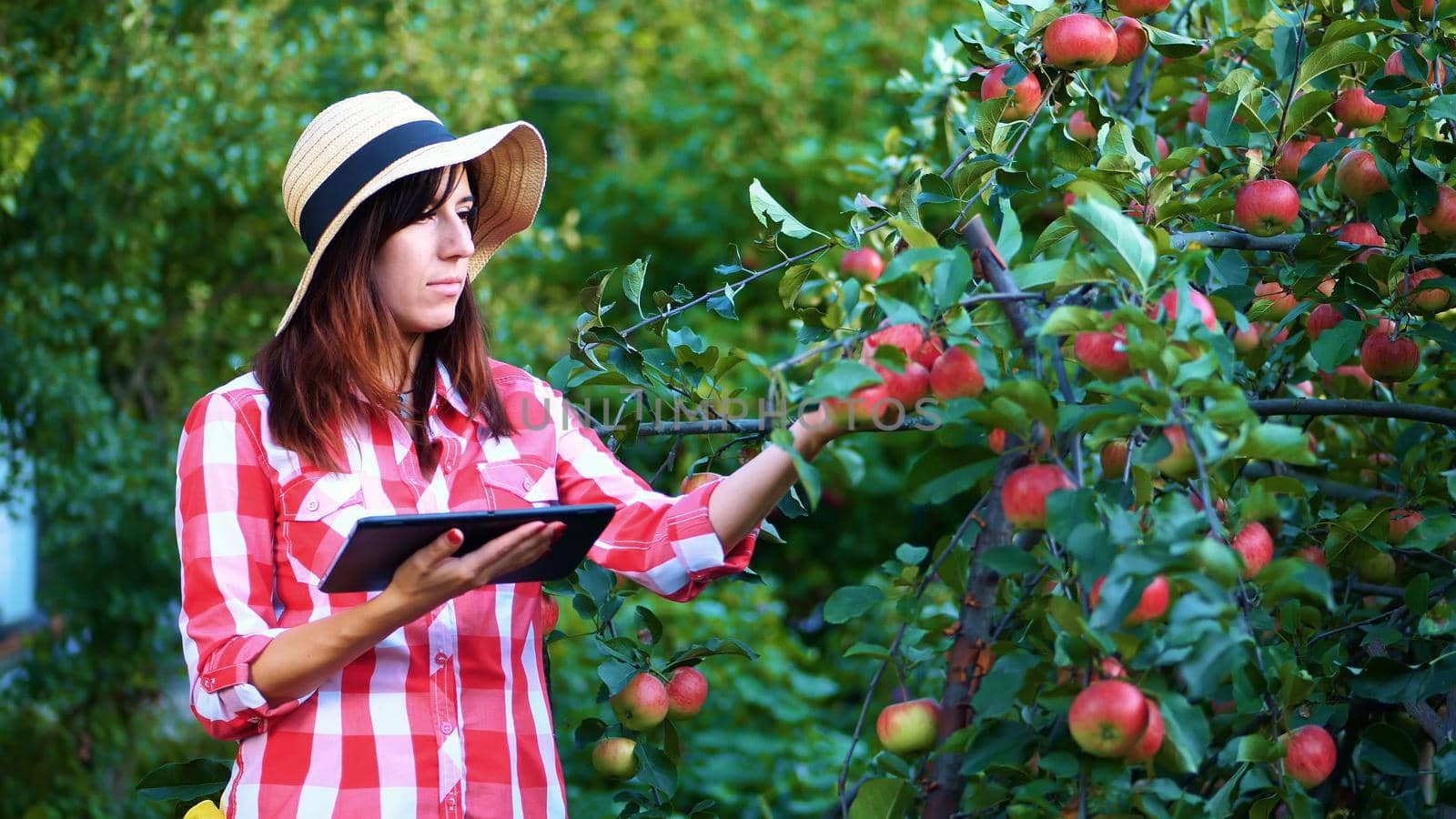 woman farmer or agronomist examines the harvest of apples, makes notes in the tablet. on farm, in garden. on sunny summer day. Agriculture and gardening concept. Healthy nutrition. High quality photo