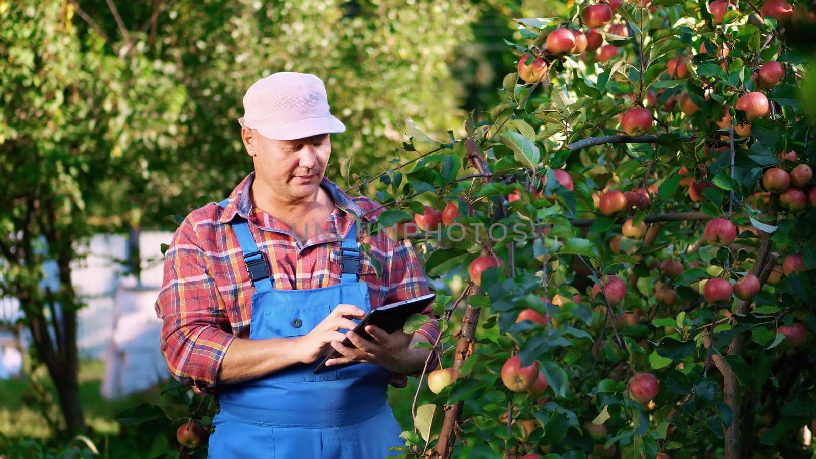 The male farmer or agronomist examines the harvest of apples, makes notes in the tablet. on farm, in garden. on sunny summer day. Agriculture and gardening concept. Healthy nutrition. High quality photo