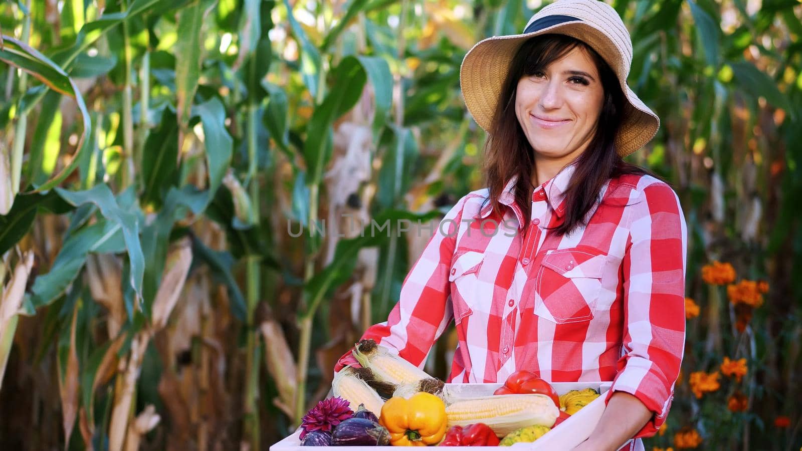smiling female farmer in plaid shirt, gloves and hat holds a box with different fresh vegetables, harvest. background of cornfield, on a farm, vegetable garden, sunny summer day. High quality photo