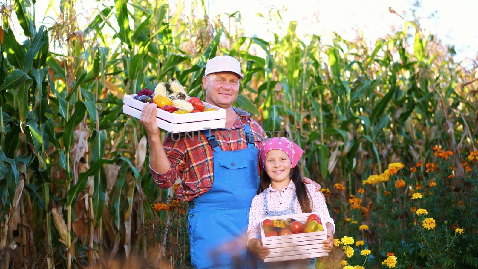 portrait of smiling farmers family , dad and daughter holding wooden boxes with different fresh vegetables, harvest on farm, sunny summer day. background of cornfield,. High quality photo