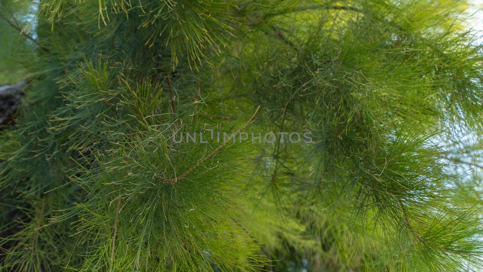 Coniferous tree - pine branches, plant background by voktybre