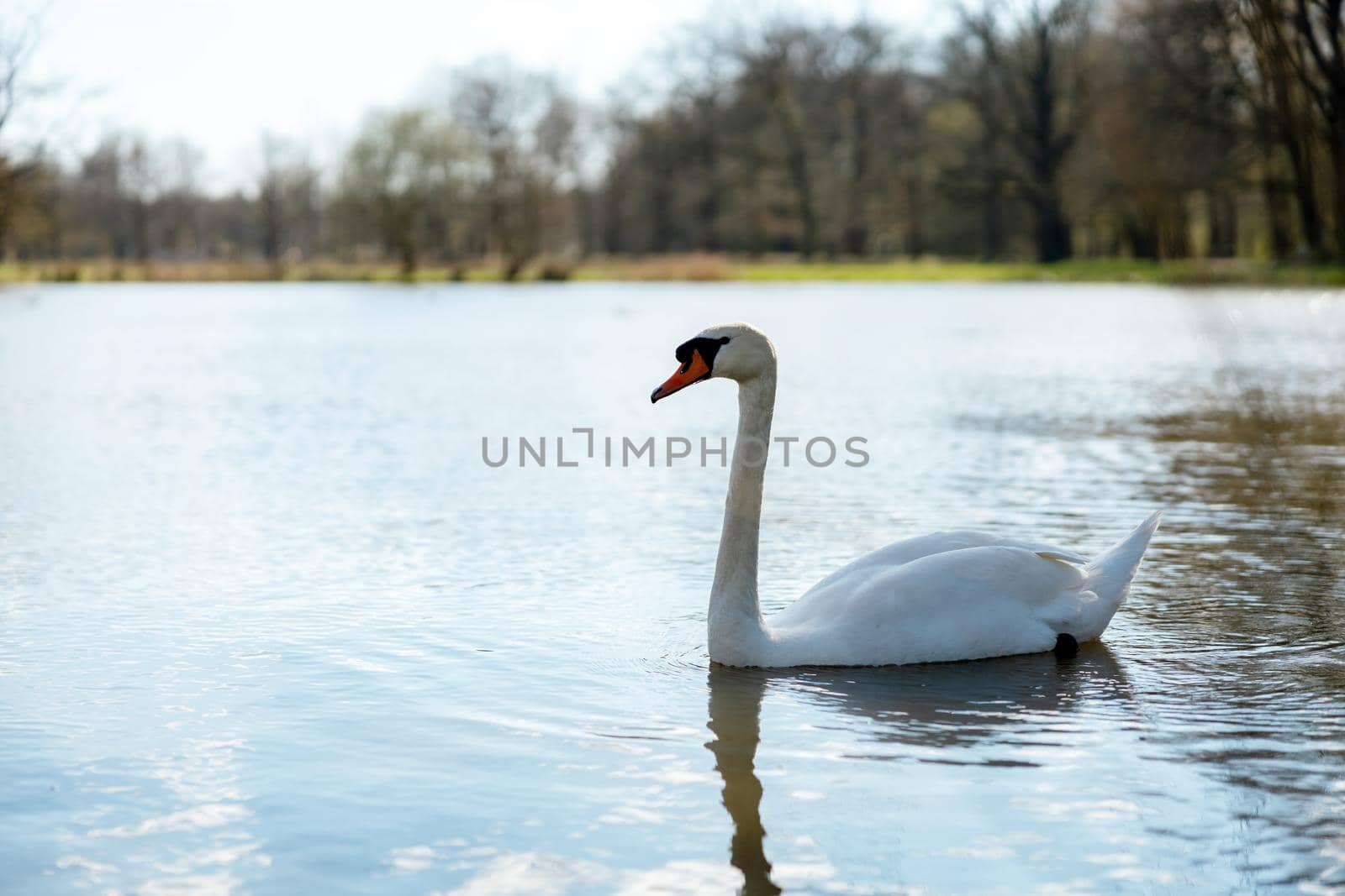 White swan in the wild. A beautiful swan swimming in the lake. Blue water, sunny weather, beauty of the nature. Cygnus olor. Close-up view