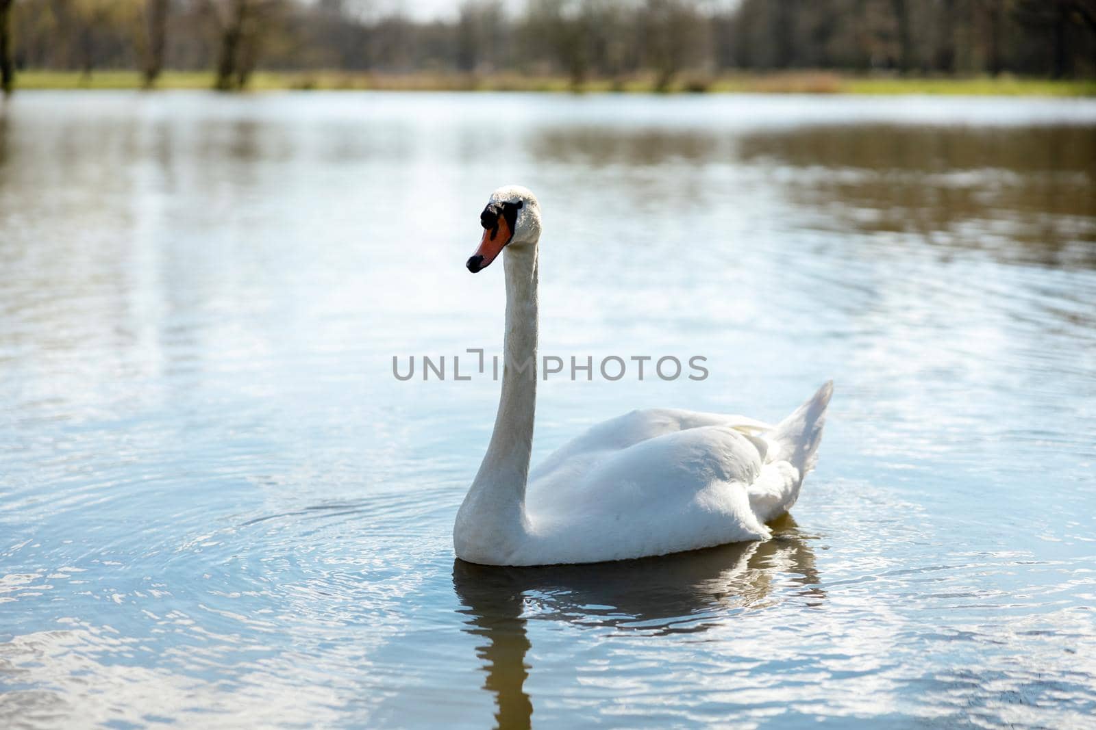 White swan in the wild. A beautiful swan swimming in the lake. Blue water, sunny weather, beauty of the nature. Cygnus olor. Close-up view