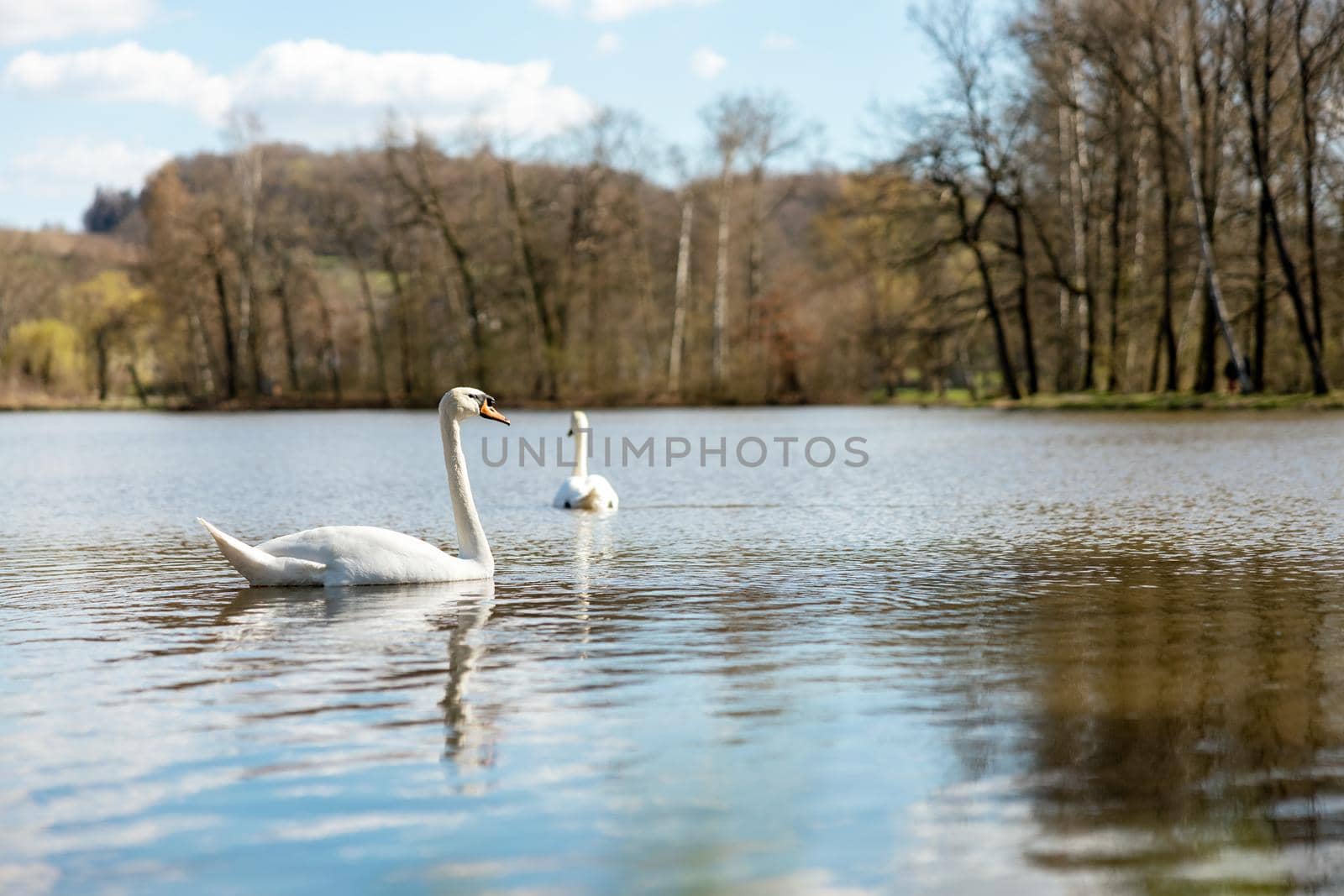 Two white swans in the wild. A beautiful swans swimming in the lake. Blue water, sunny weather, beauty of the nature. Cygnus olor. Close-up view