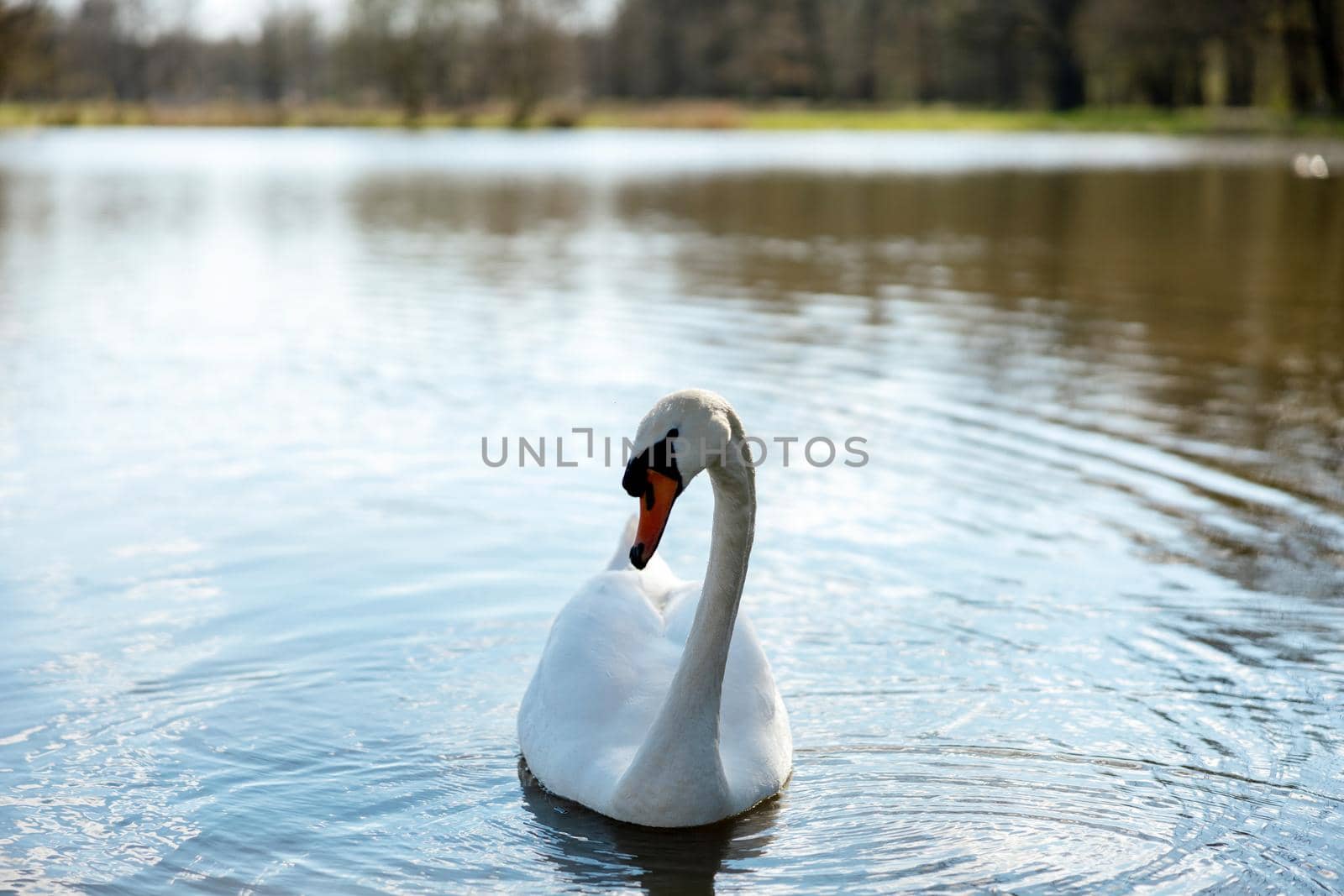 White swan in the wild. A beautiful swan swimming in the lake. Blue water, sunny weather, beauty of the nature. Cygnus olor. Close-up view. by creativebird