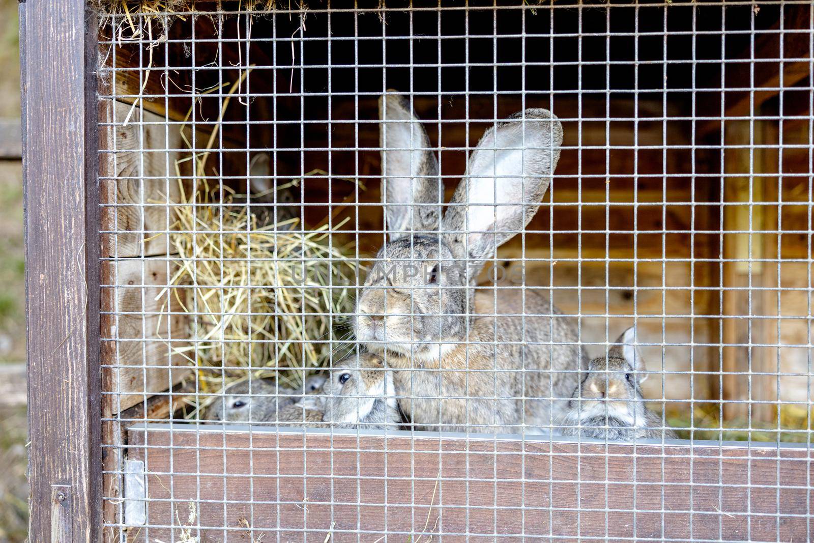 Cute rabbits on animal farm in rabbit-hutch. Bunny in cage on natural eco farm. Animal livestock and ecological farming