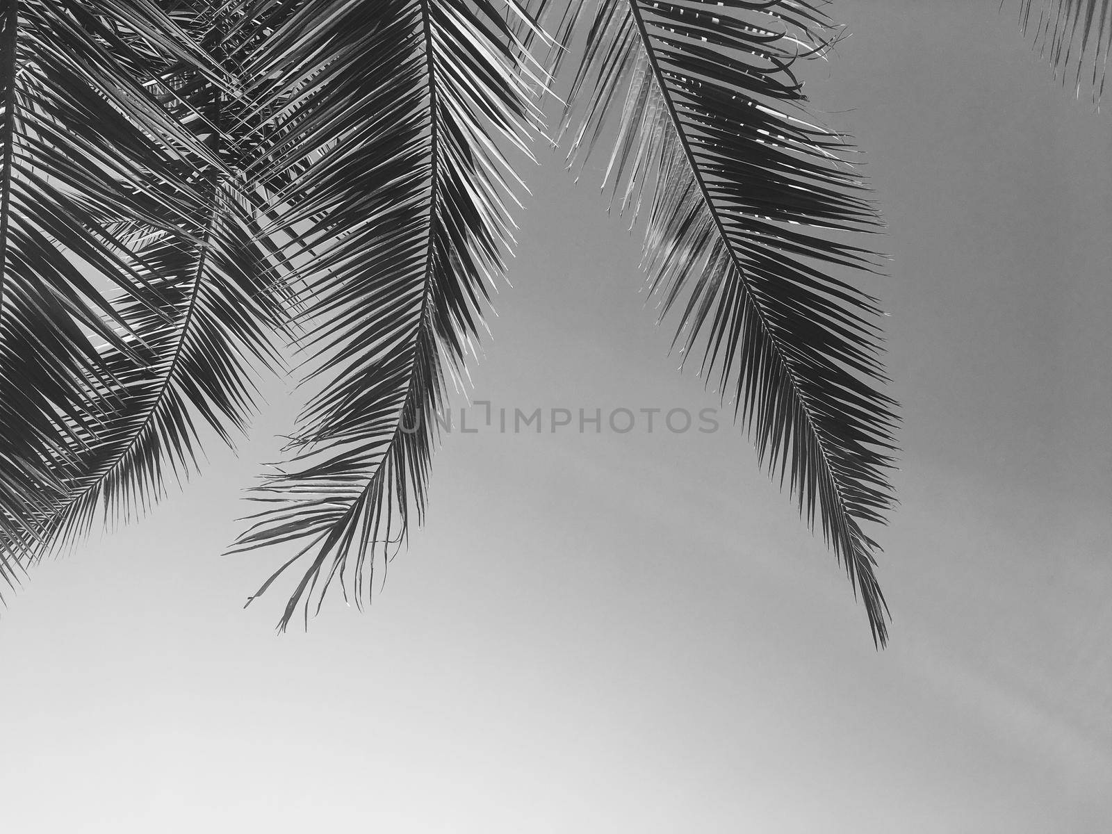 Tropical nature, vintage backdrop and summer vacation concept - Palm tree leaves and the sky, summertime travel background