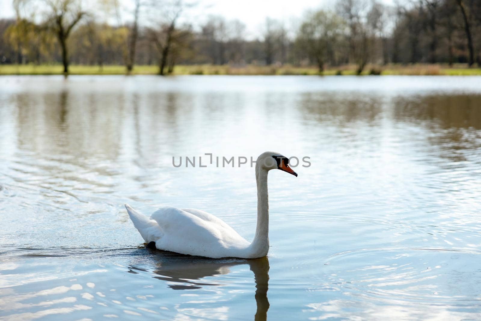 White swan in the wild. A beautiful swan swimming in the lake. Blue water, sunny weather, beauty of the nature. Cygnus olor. Close-up view. by creativebird