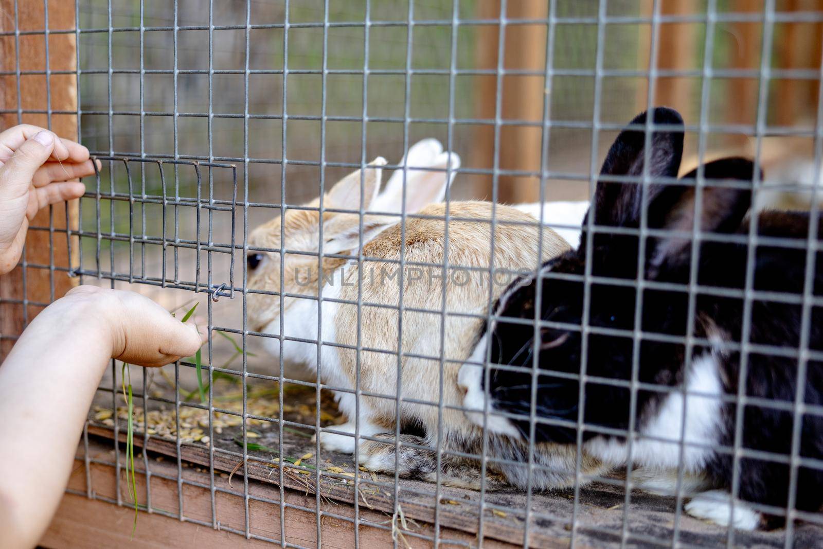 Cute rabbits on animal farm in rabbit-hutch. Bunny in cage on natural eco farm. Animal livestock and ecological farming. Child feeding a pet rabbit through the gap in the cage