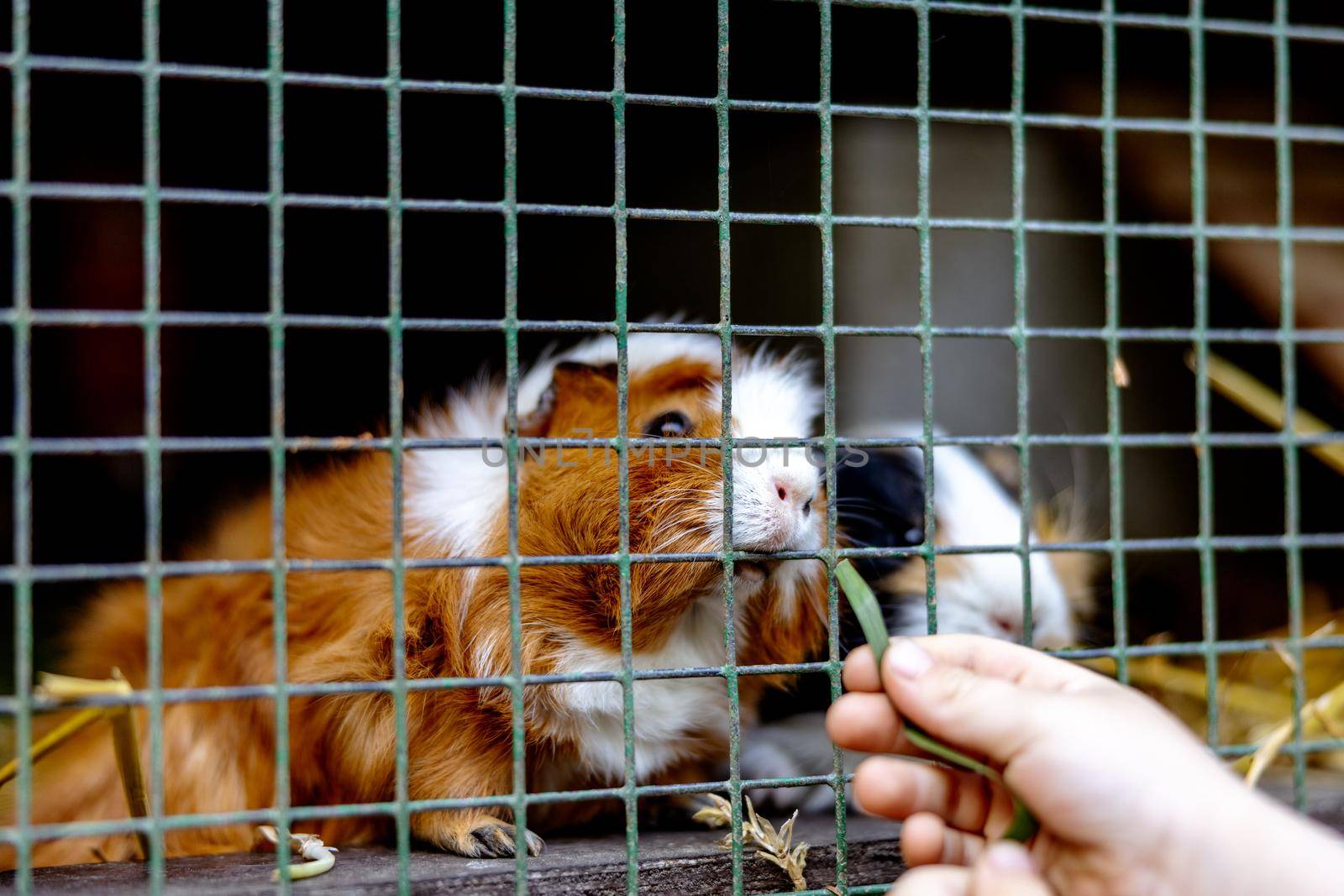 Cute guinea pigs on animal farm in hutch. Guinea pig in cage on natural eco farm. Animal livestock and ecological farming. Child feeding a pet through the gap in the cage