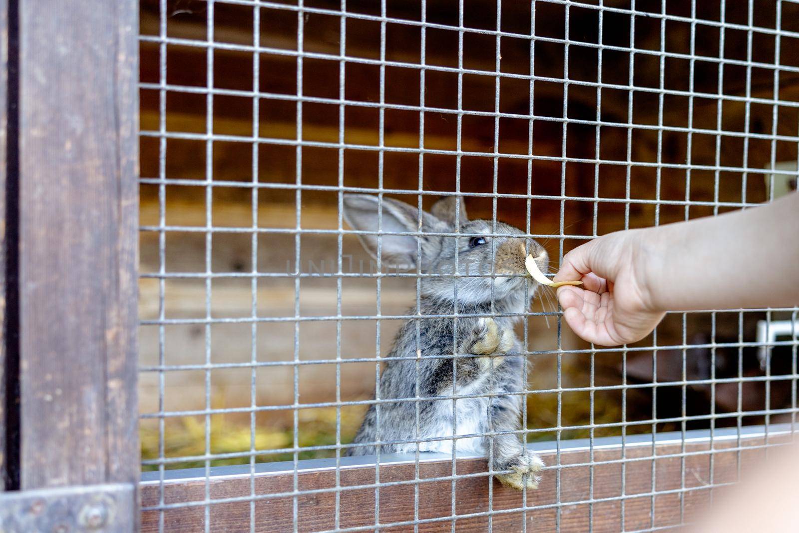 Cute rabbit on animal farm in rabbit-hutch. Bunny in cage on natural eco farm. Animal livestock and ecological farming. Child feeding a pet rabbit through the gap in the cage