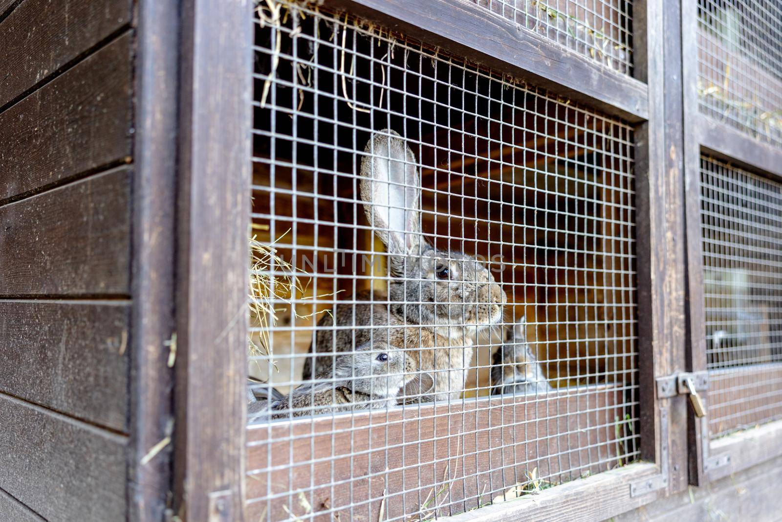 Cute rabbits on animal farm in rabbit-hutch. Bunny in cage on natural eco farm. Animal livestock and ecological farming