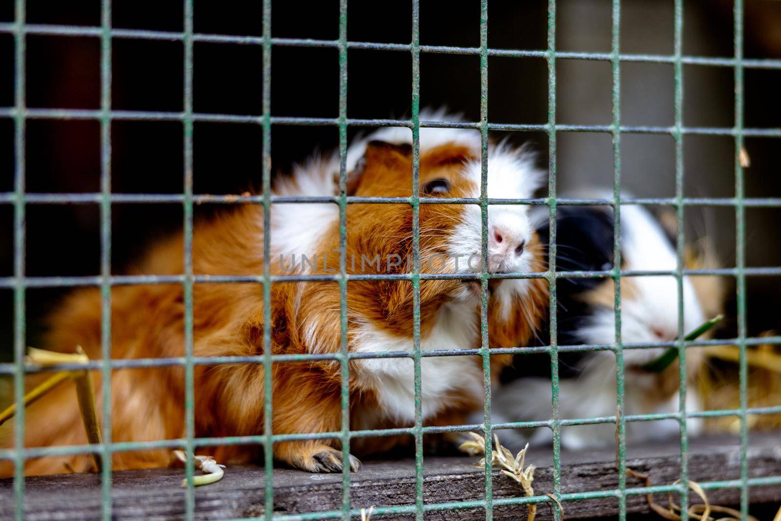 Cute guinea pigs on animal farm in hutch. Guinea pig in cage on natural eco farm. Animal livestock and ecological farming