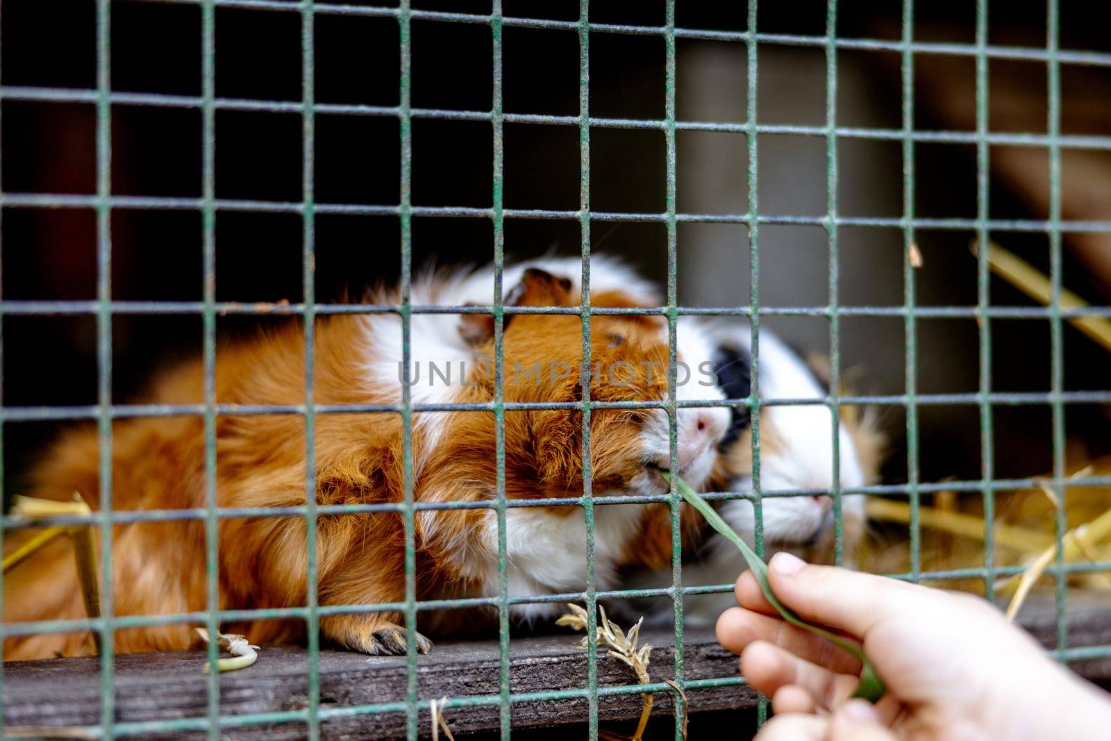 Cute guinea pigs on animal farm in hutch. Guinea pig in cage on natural eco farm. Animal livestock and ecological farming. Child feeding a pet through the gap in the cage