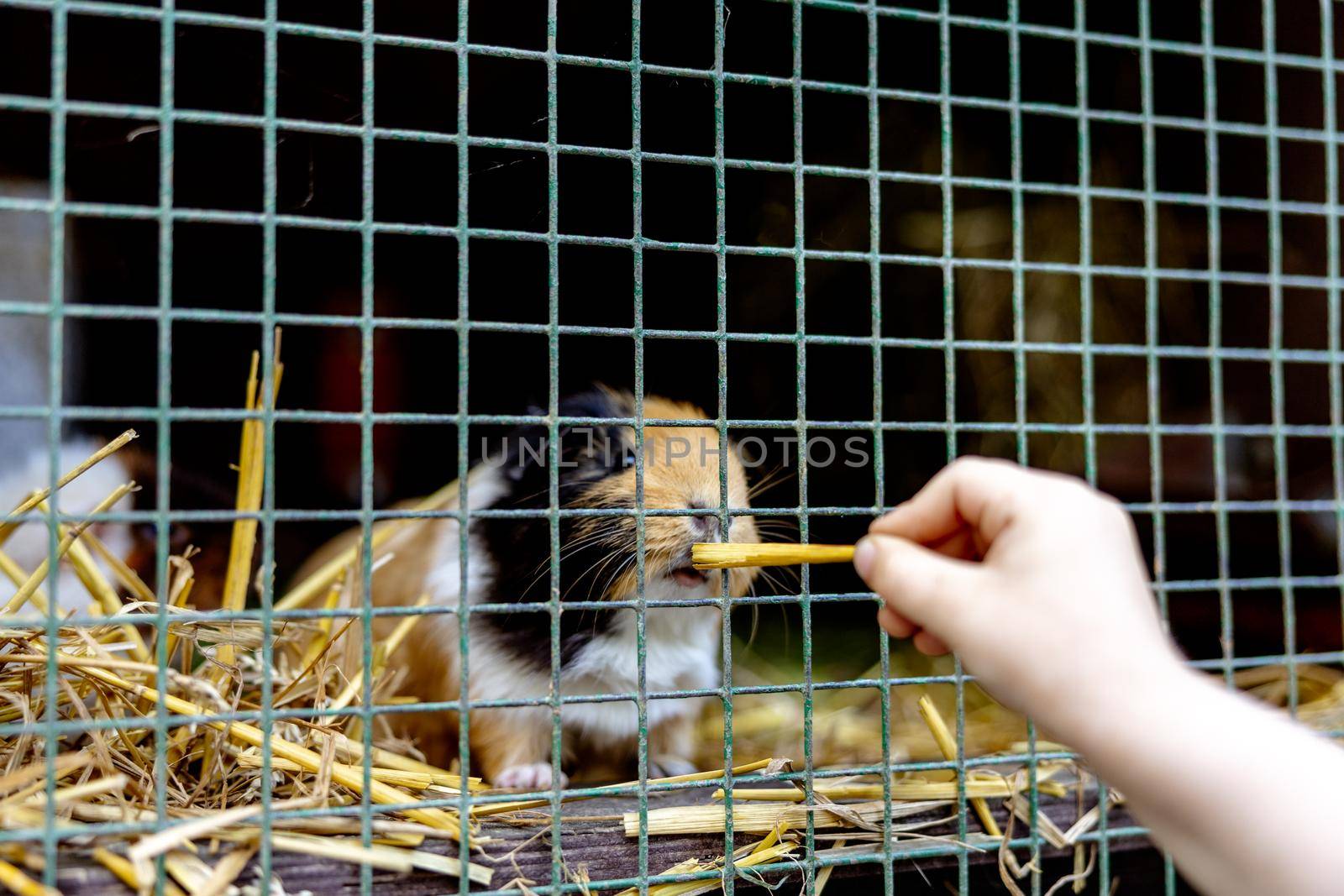 Cute guinea pigs on animal farm in hutch. Guinea pig in cage on natural eco farm. Animal livestock and ecological farming. Child feeding a pet through the gap in the cage