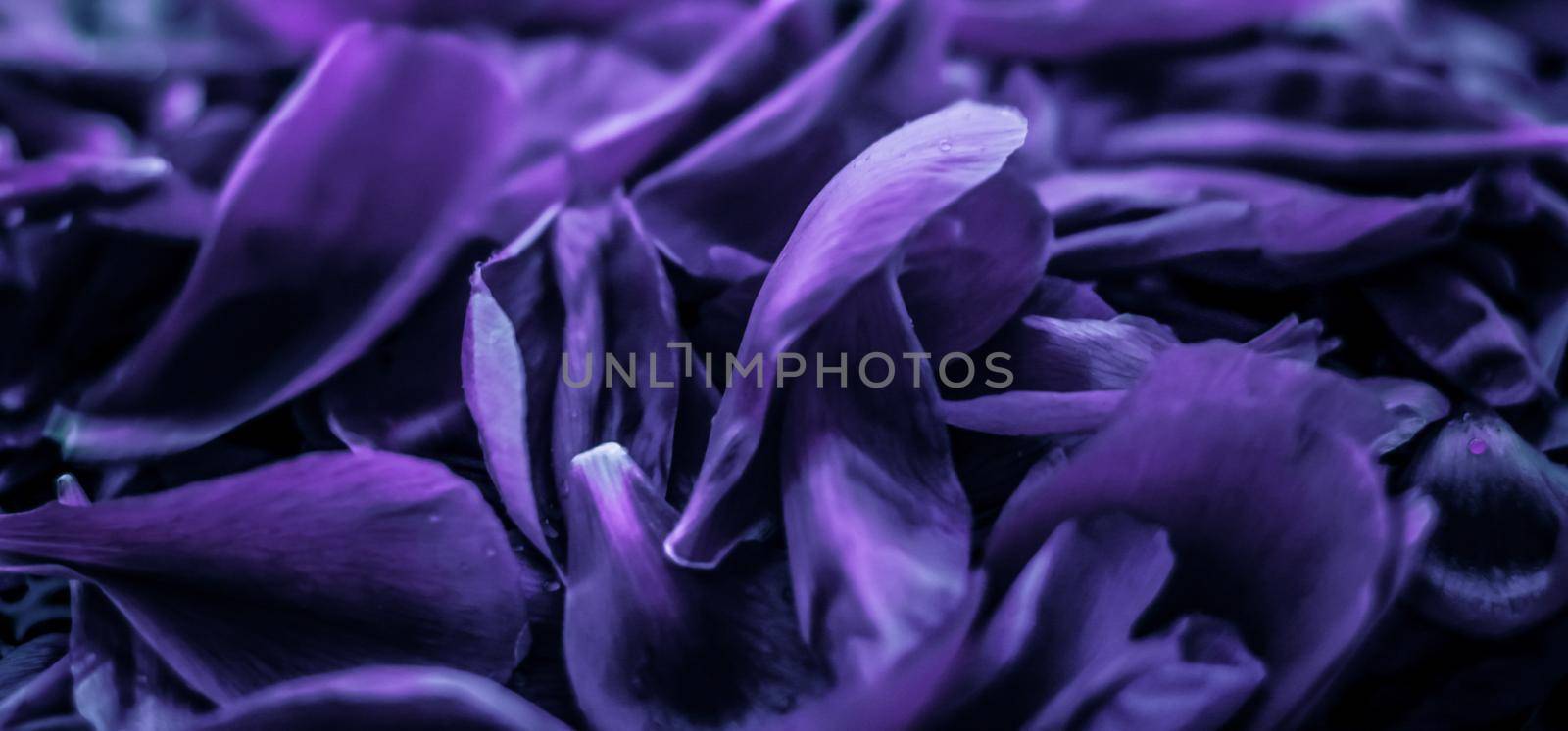 Abstract floral holiday art background, purple blooming flower petals in a dream garden and beauty in nature for luxury spa brand and wedding invitation design by Anneleven