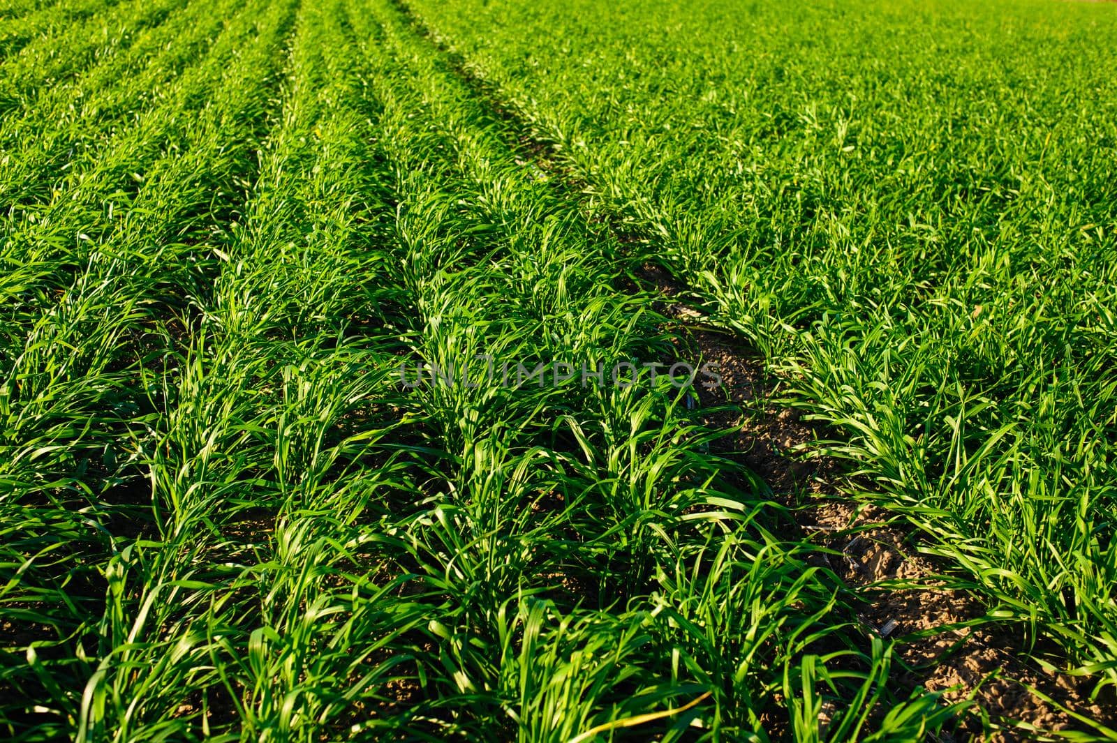 Green Field of wheat, blue sky and sun, white clouds. wonderland