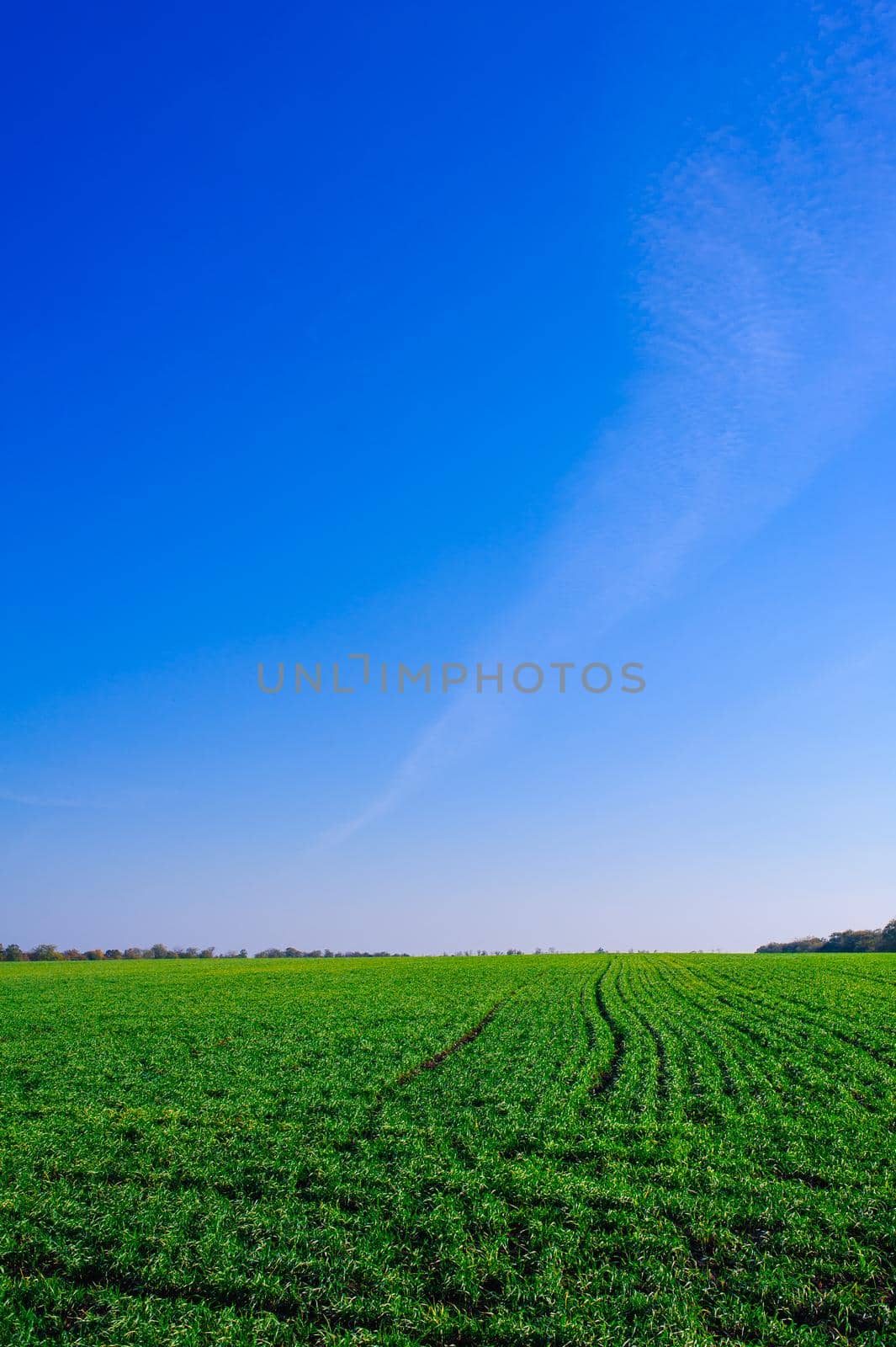 Ukrainian Green Field of wheat, blue sky and sun, white clouds. wonderland. The unripe green wheat field under summer sunset sky with clouds. The unripe green wheat field under summer sunset sky with clouds. by Andrii_Ko