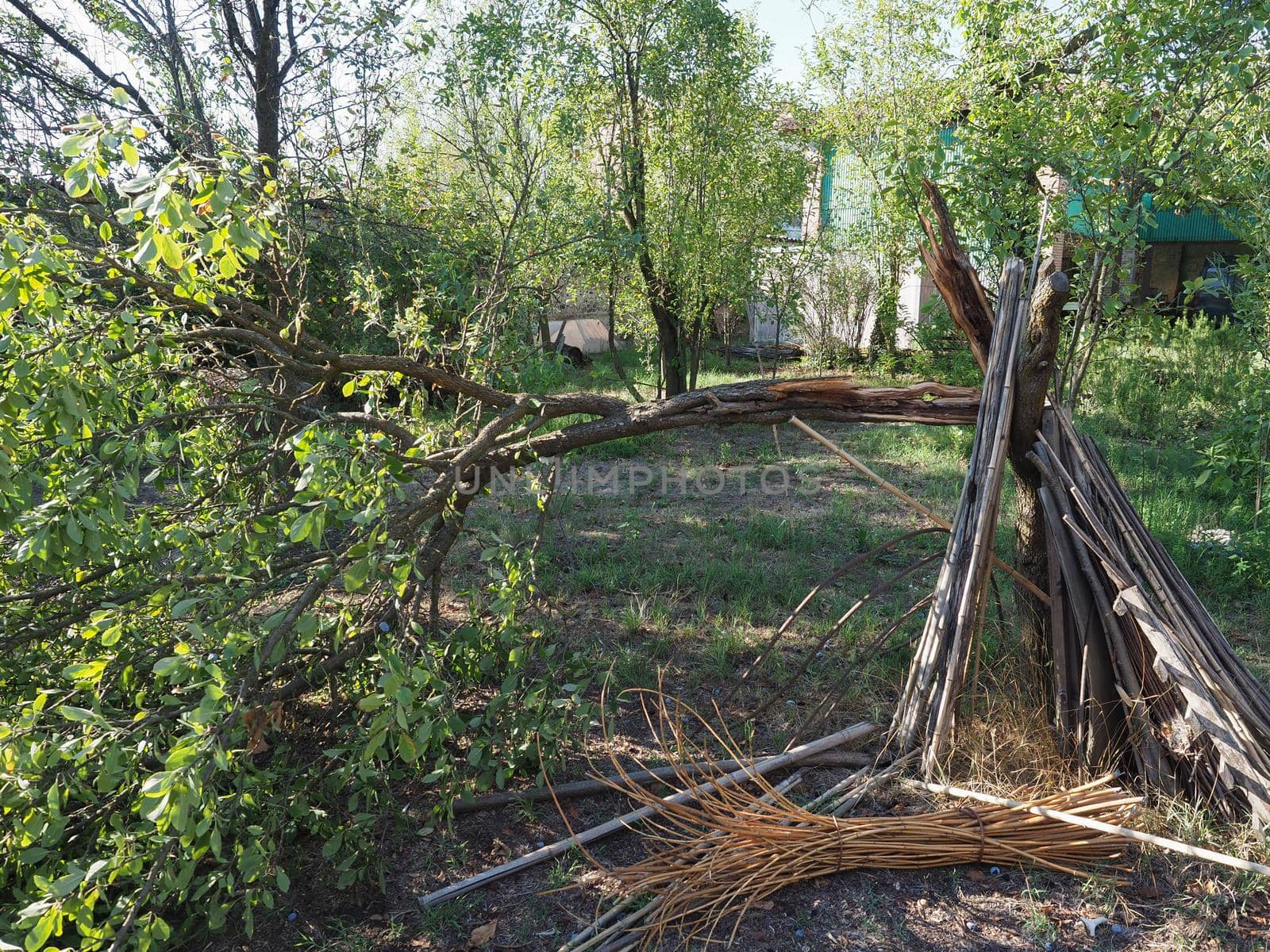 tree damaged by gale wind during hurricane