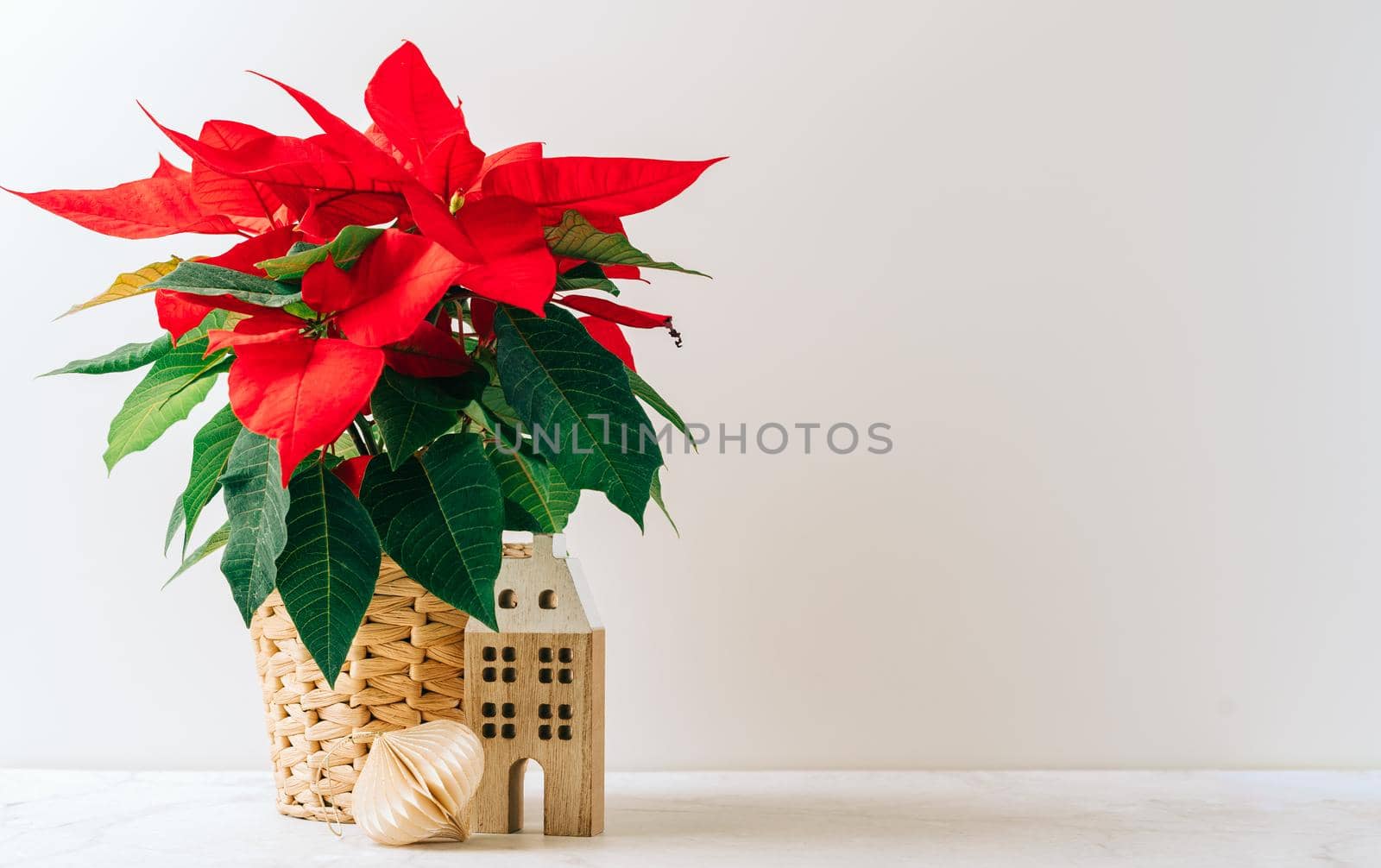 Natural miniature Christmas flower poinsettia in pot on white table with natural decor and white background. Xmas greeting card with copy space and house plant. Happy New Year