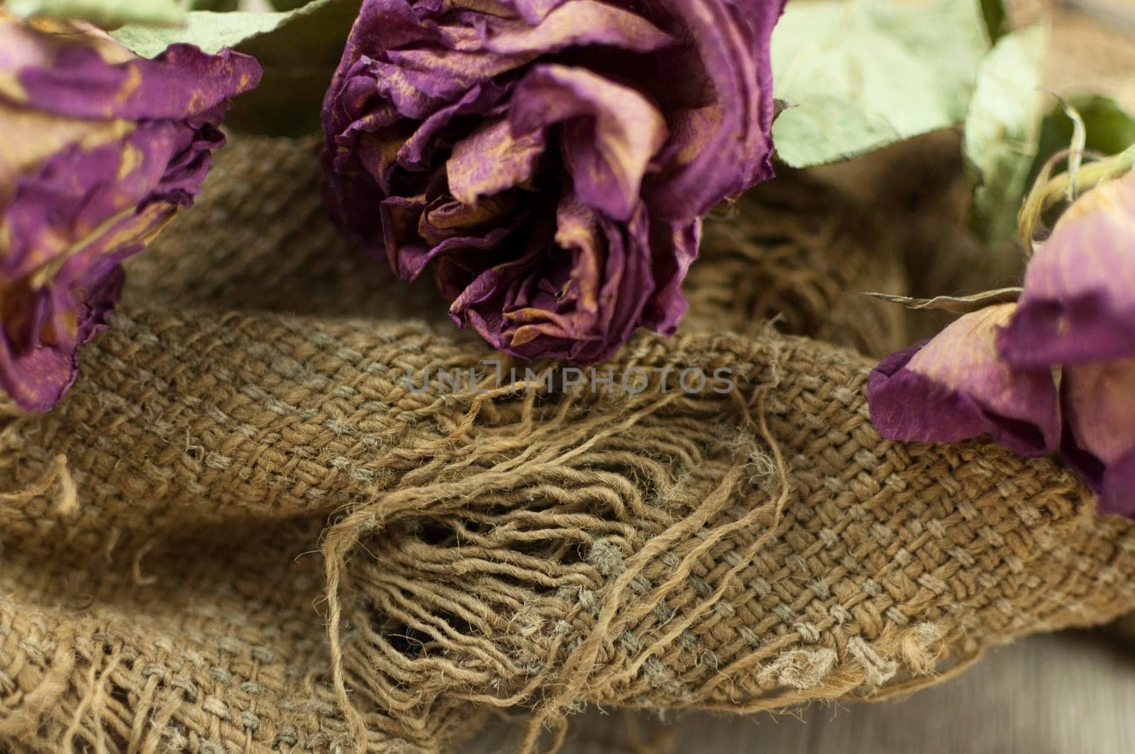 Abstract rose bouquet, Bouquet of dried flowers on old burlap texture  by inxti