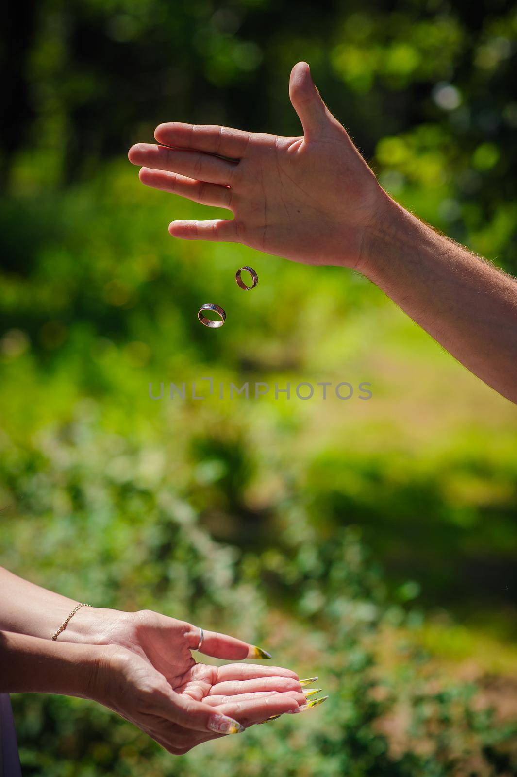 Wedding Gold Rings Fall From The Hands Of The Groom Into The Hands Of The Bride. Bride And Groom's Hands With Wedding Rings by Andrii_Ko