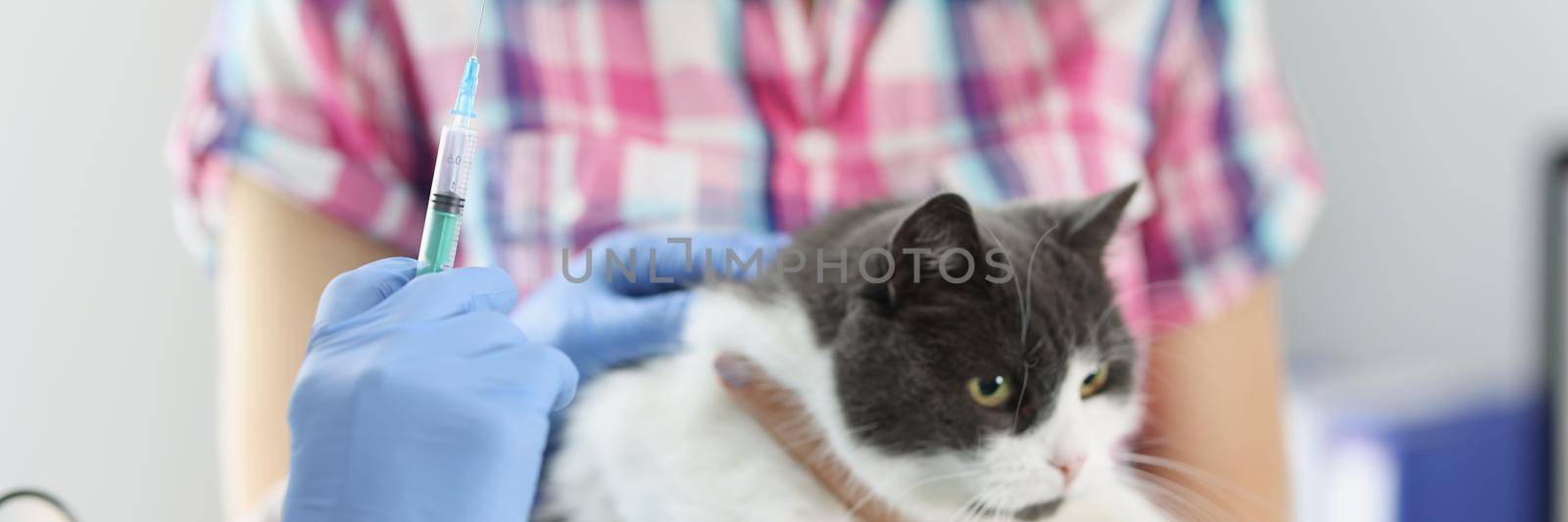 The veterinarian makes a vaccination of a cat with a syringe, close-up, blurry. Owner with pet in veterinary clinic