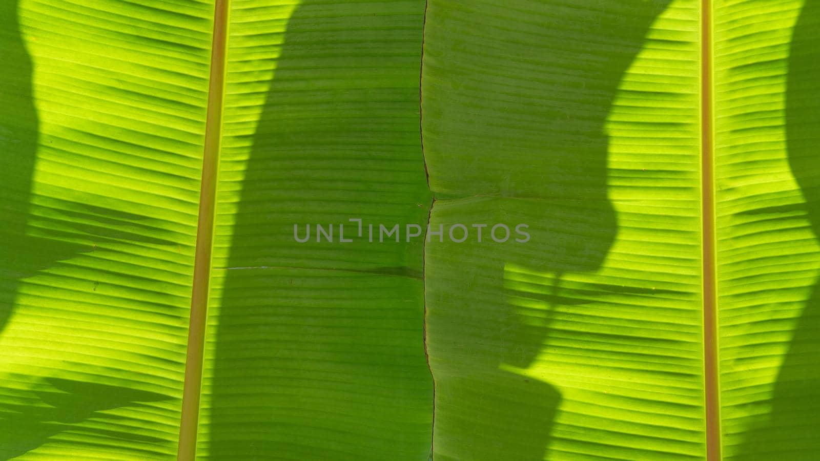 A background of two green leaves of a banana tree, a background, texture by voktybre