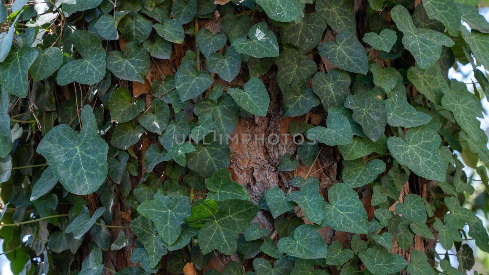 Green leaves of a climbing plant wrap around the trunk of a tree, background. High quality photo