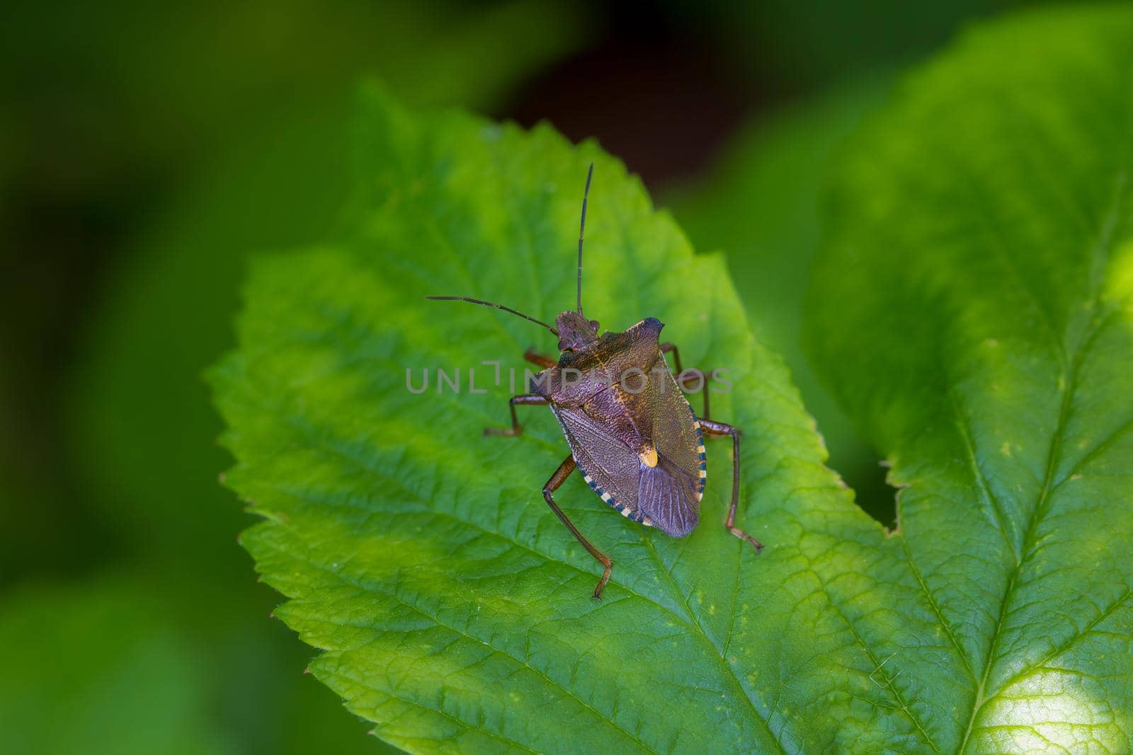 Forest Bug or Red-Legged Shieldbug, Pentatoma rufipes