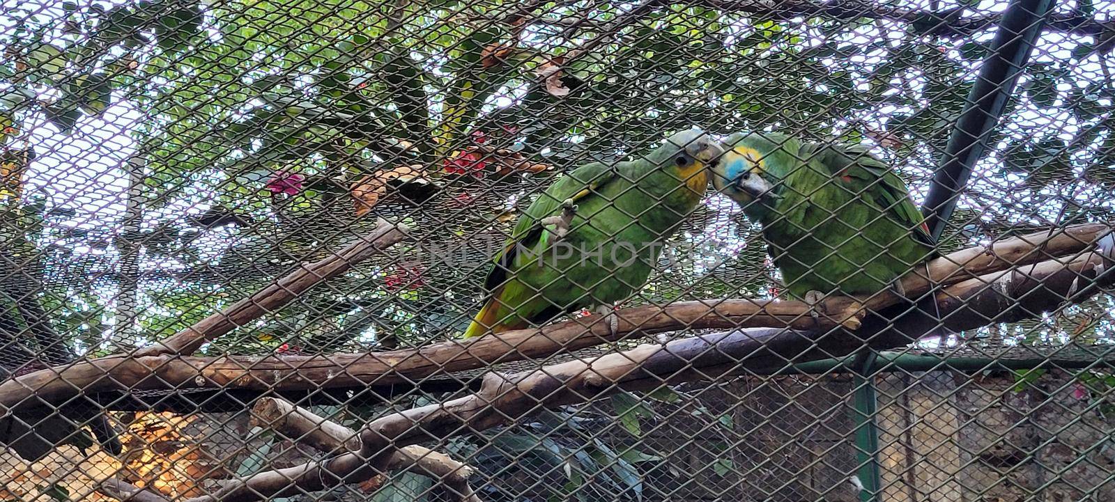 couple of parrots in cage together cuddling, in brazilian zoo