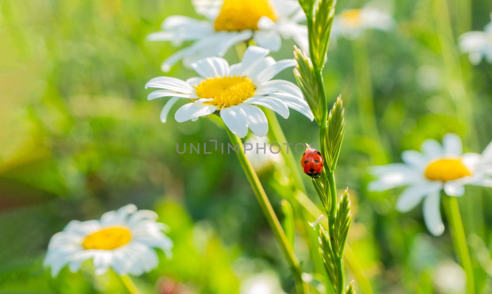 ladybug on chamomile flower close up, green natural blurred background. spring summer season. symbol of purity freshness nature, organic, ecological life. beautiful nature scene. copy space. High quality photo