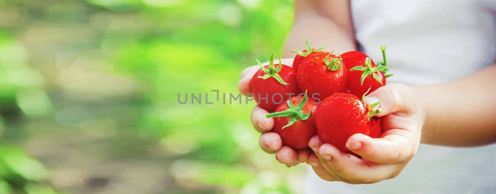 child collects a harvest of homemade tomatoes. selective focus. nature.