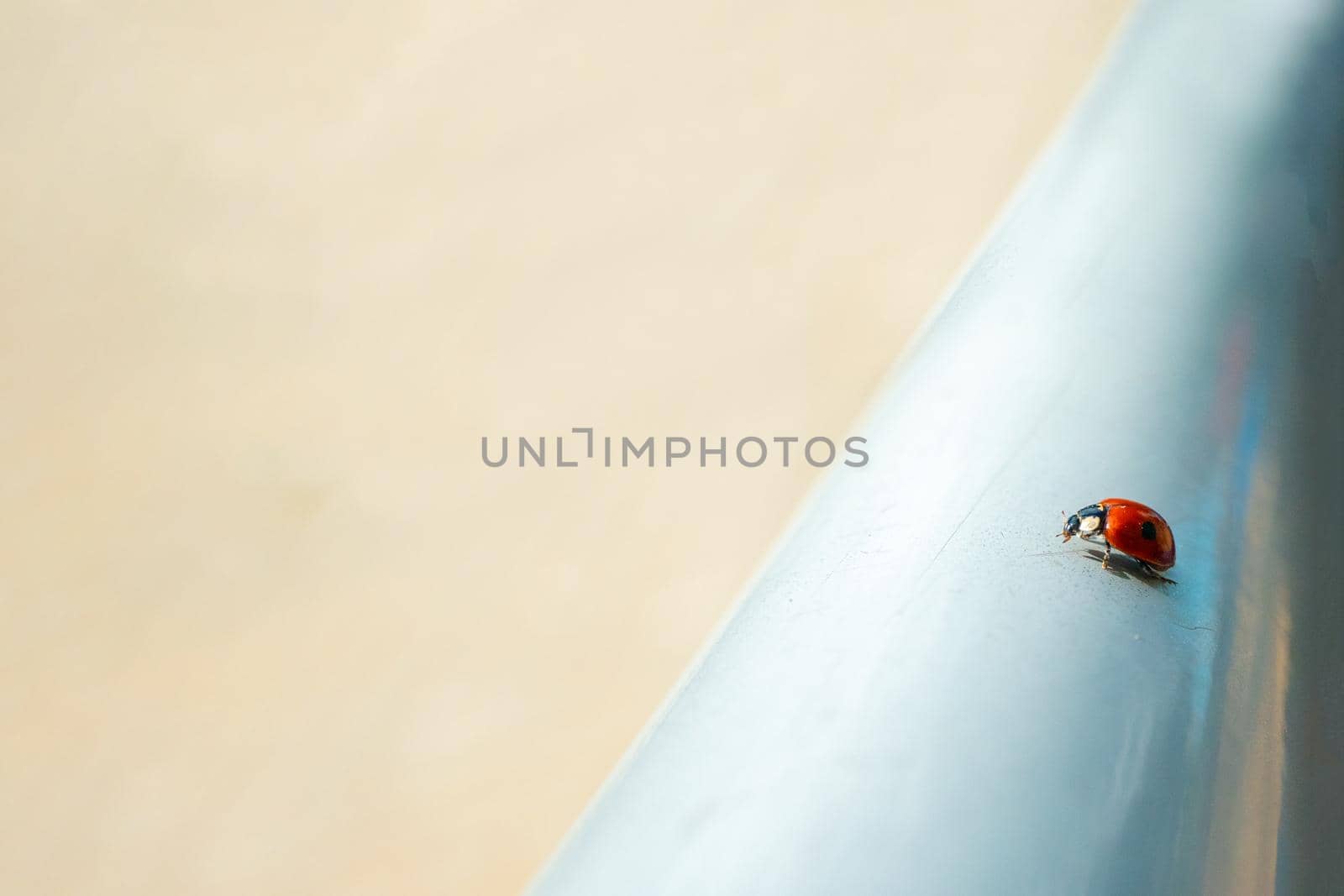 ladybug on a silver and beige iridescent delicate pearl background with a perspective movement of stripes Ideal for banner. Luck concept. High quality photo