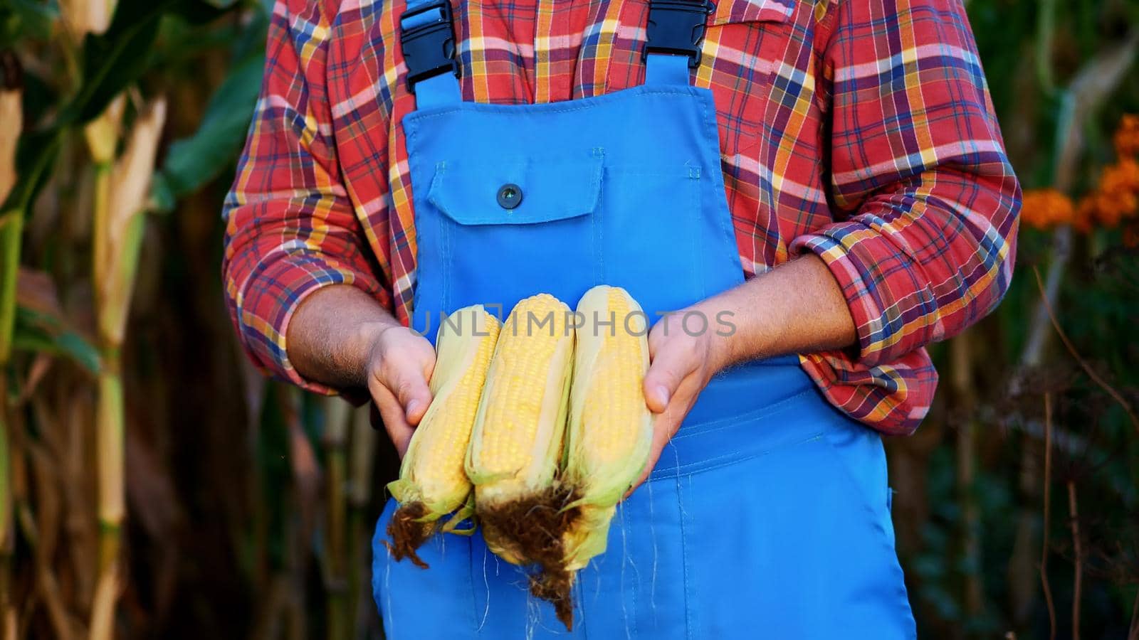 the male hands of the farmer hold several corn cobs, the farmer wears a plaid shirt and blue overalls, a background of growing corn. check the quality of corn. High quality photo