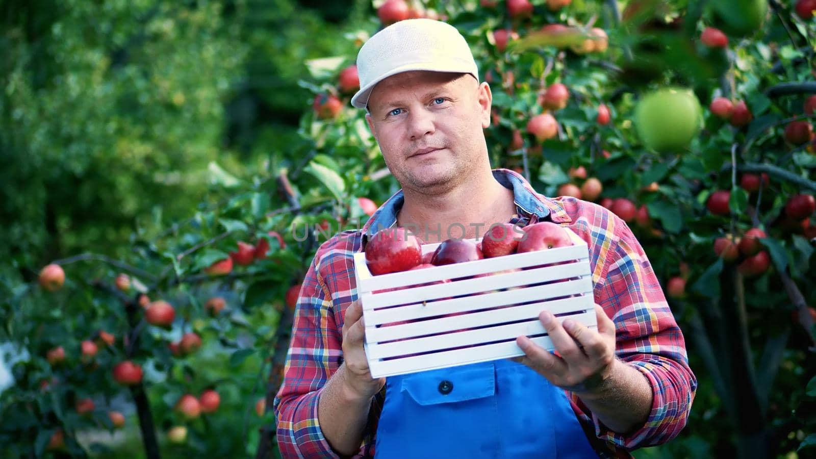 portrait of handsome male farmer holding a wooden box with red ripe organic apples, smiling. picking apples on the farm in orchard, on a hot, sunny autumn day. High quality photo