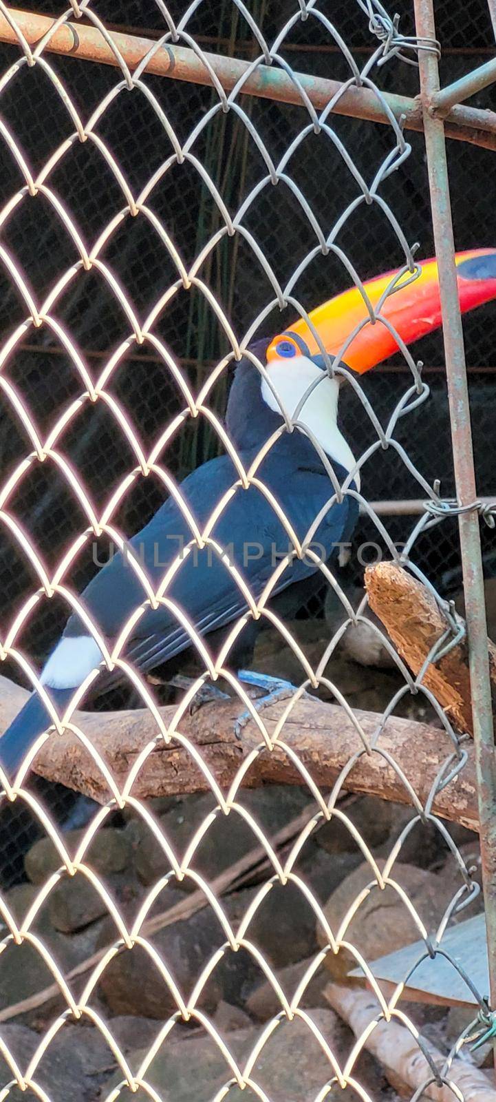 Brazilian toucan in keeper in the interior of Brazil in zoo