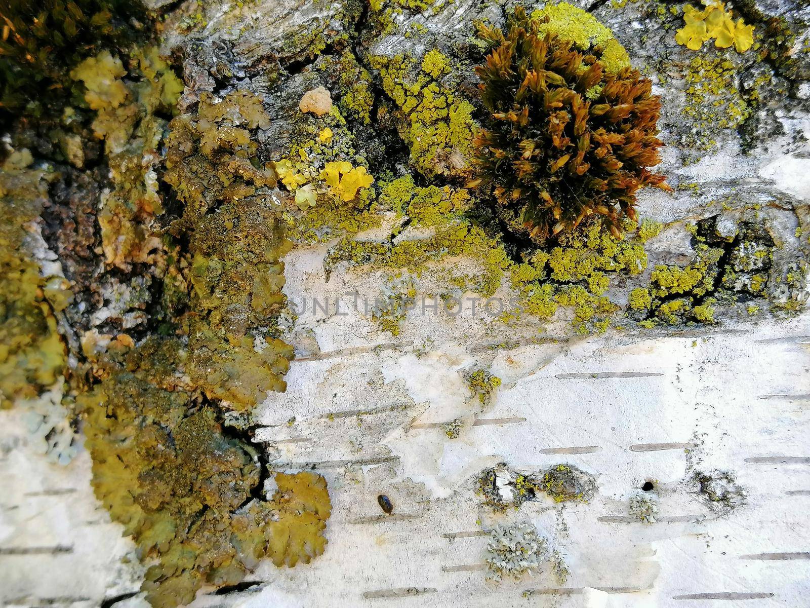 macro texture of birch bark with gold moss . Close up photo by Lenkapenka