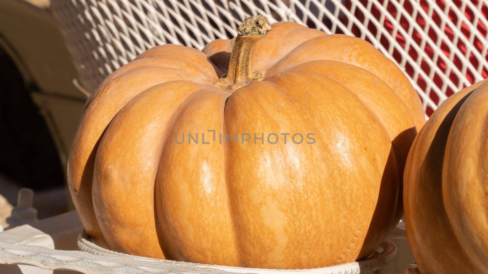 Relief pumpkin close-up in warm sunlight by voktybre