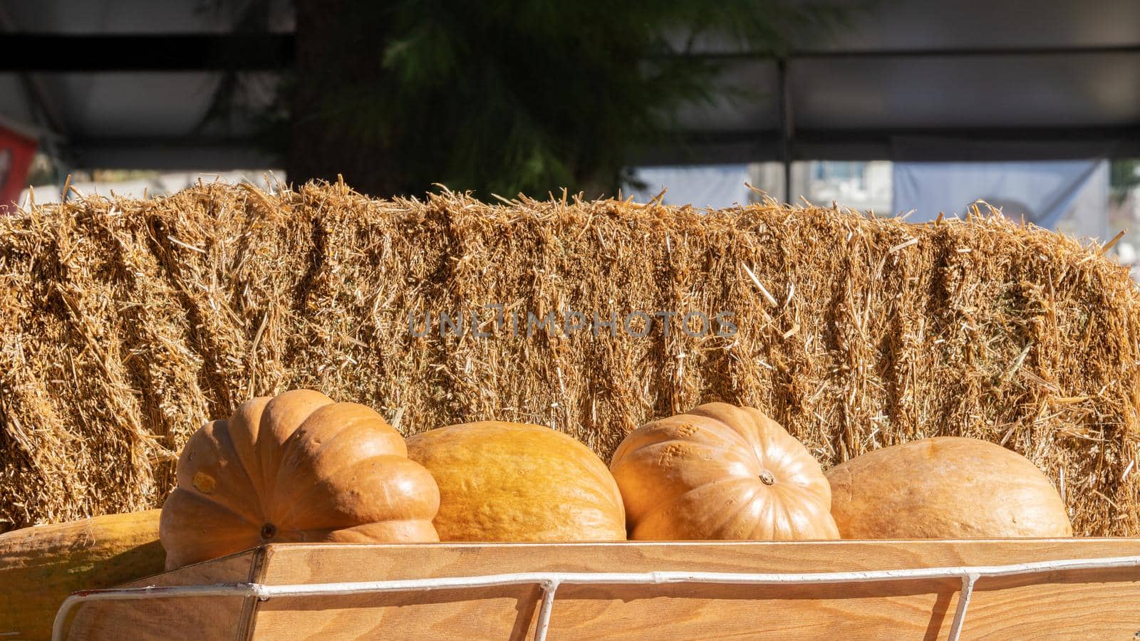 Pumpkin in a cart in the hay, autumn harvest of vegetables. High quality photo