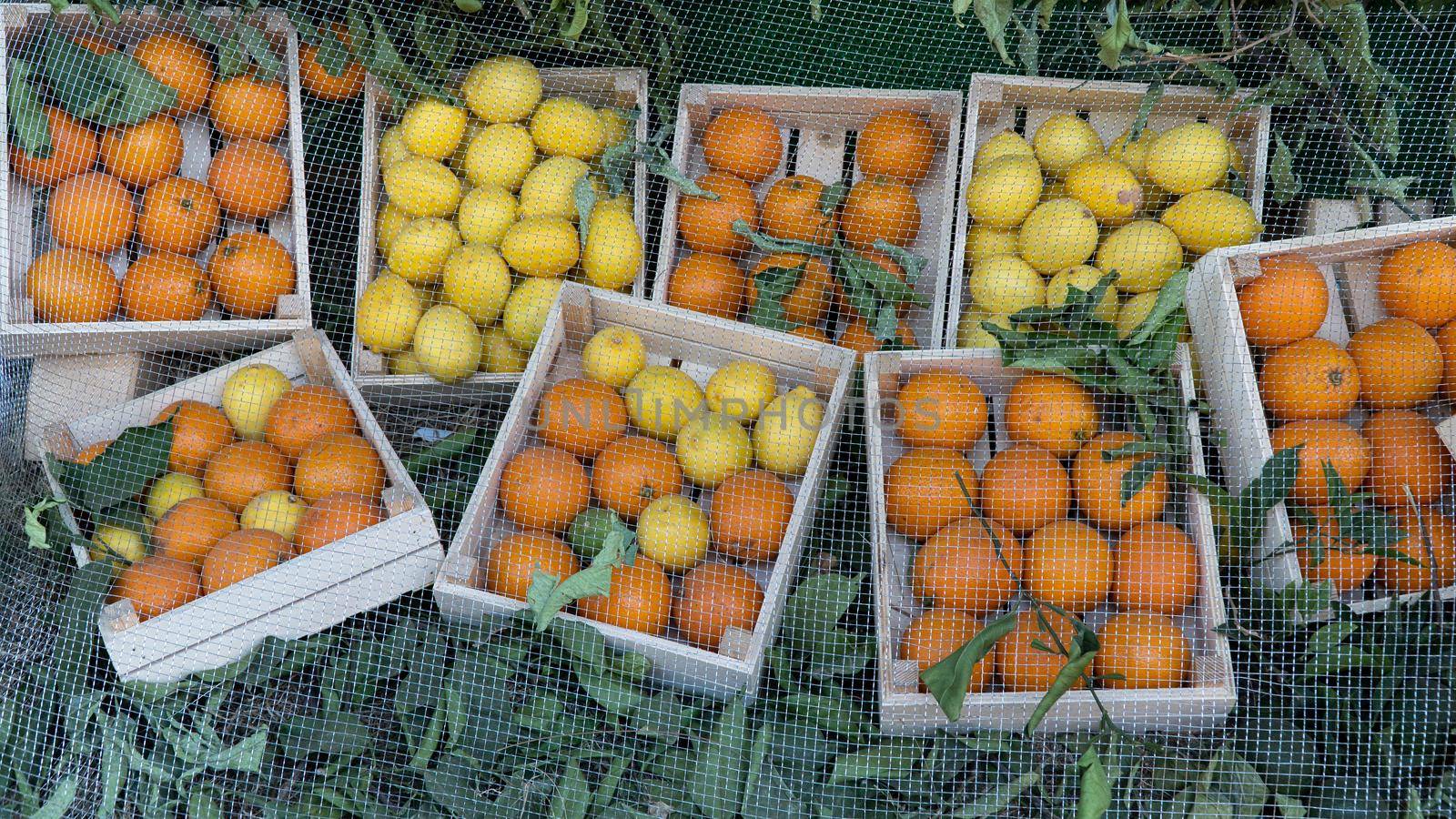 Oranges and lemons in wooden boxes under the net, citrus harvest by voktybre