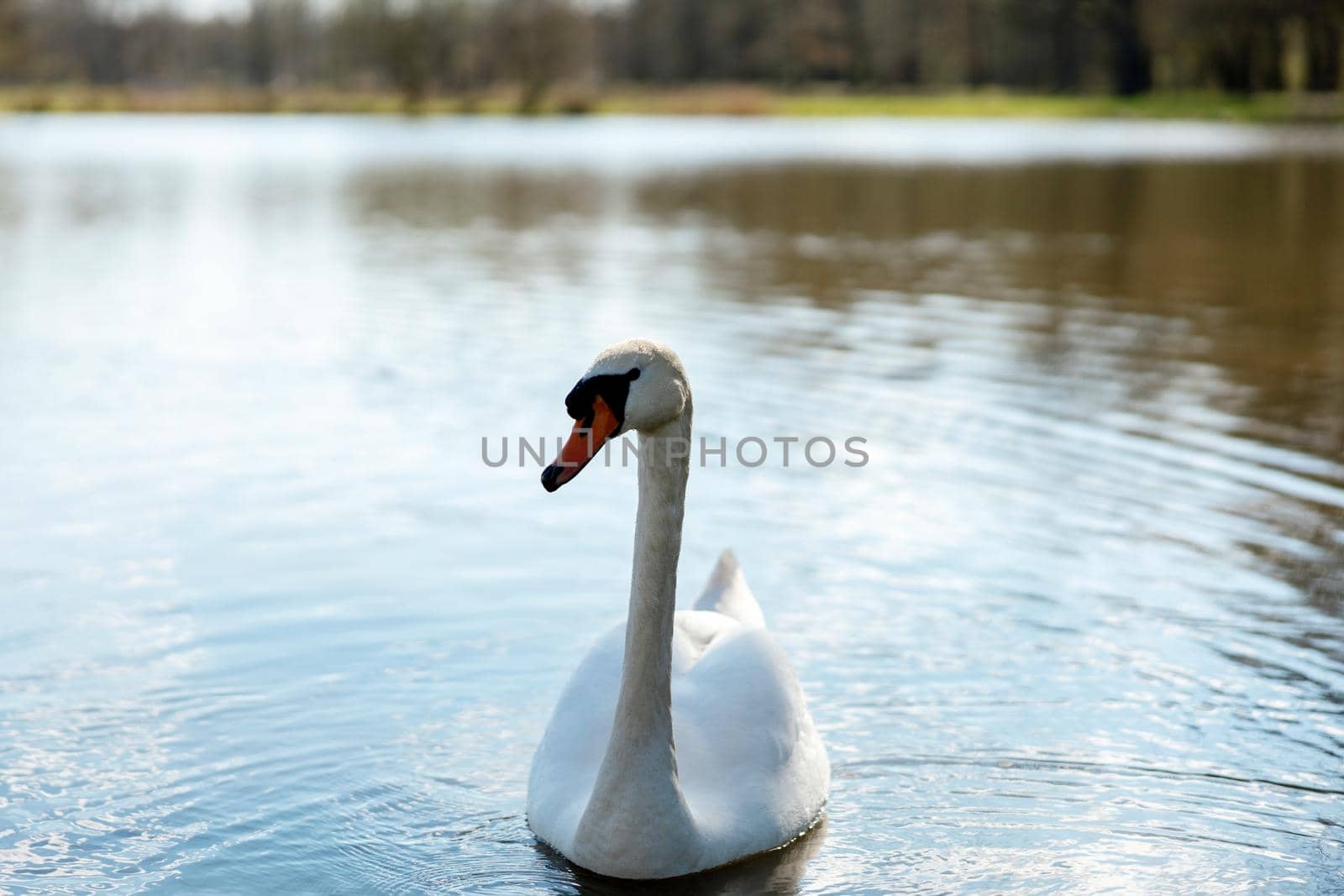 White swan in the wild. A beautiful swan swimming in the lake. Blue water, sunny weather, beauty of the nature. Cygnus olor. Close-up view