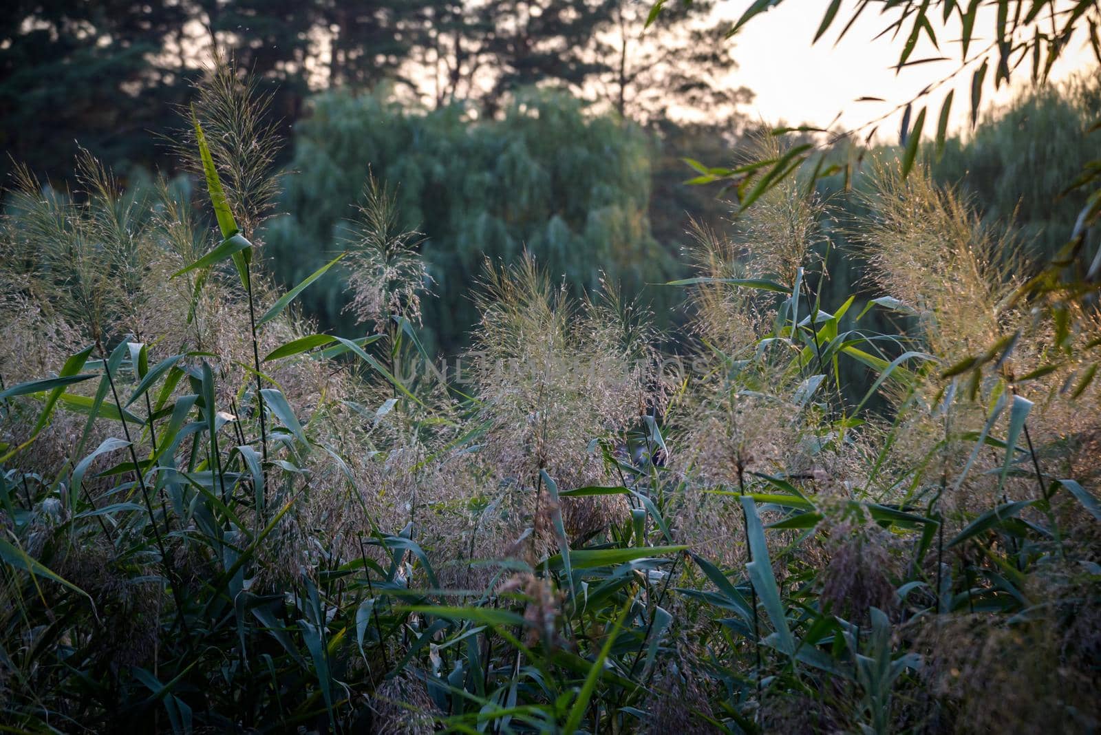 Atmospheric summer photo from a green field with spikelets under sunlight. Texture with field spikelets in warm tones. Summer background with field plants by Kobysh