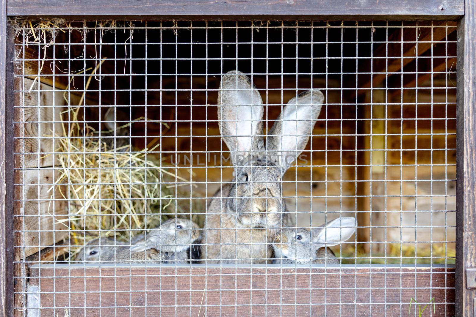 Cute rabbits on animal farm in rabbit-hutch. Bunny in cage on natural eco farm. Animal livestock and ecological farming